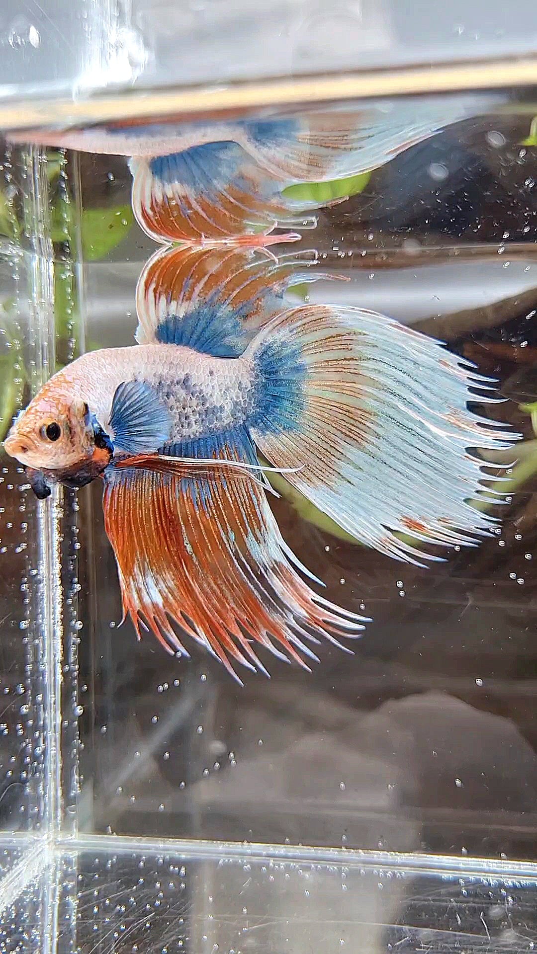 COMP 🏅 XL VEILTAIL CROWNTAIL ORANGE MASCOT PATTERN BETTA FISH