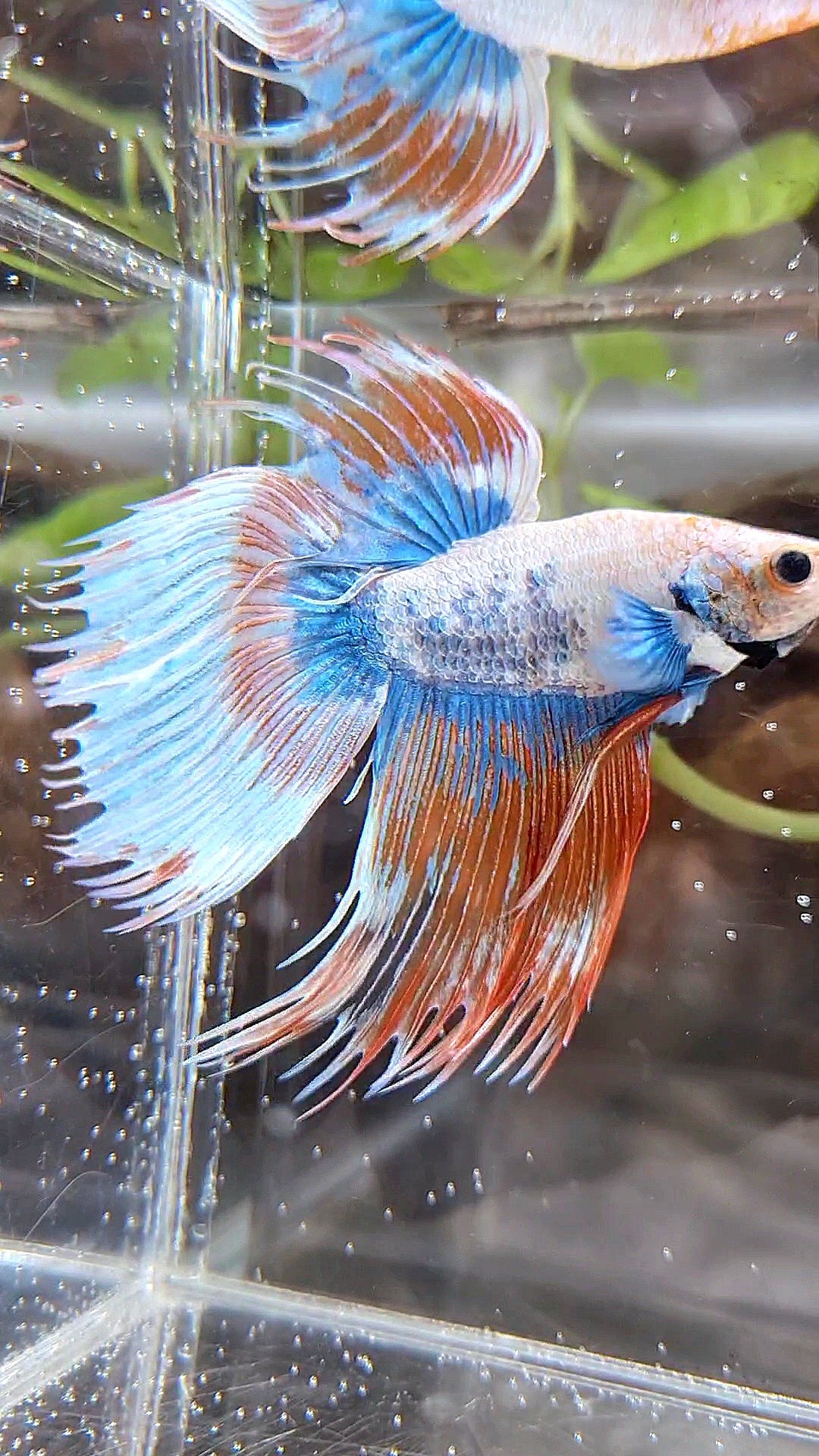 COMP 🏅 XL VEILTAIL CROWNTAIL ORANGE MASCOT PATTERN BETTA FISH