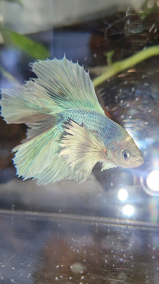 HALFMOON DOUBLE TAIL DUMBO EAR WHITE UNICORN BETTA FISH