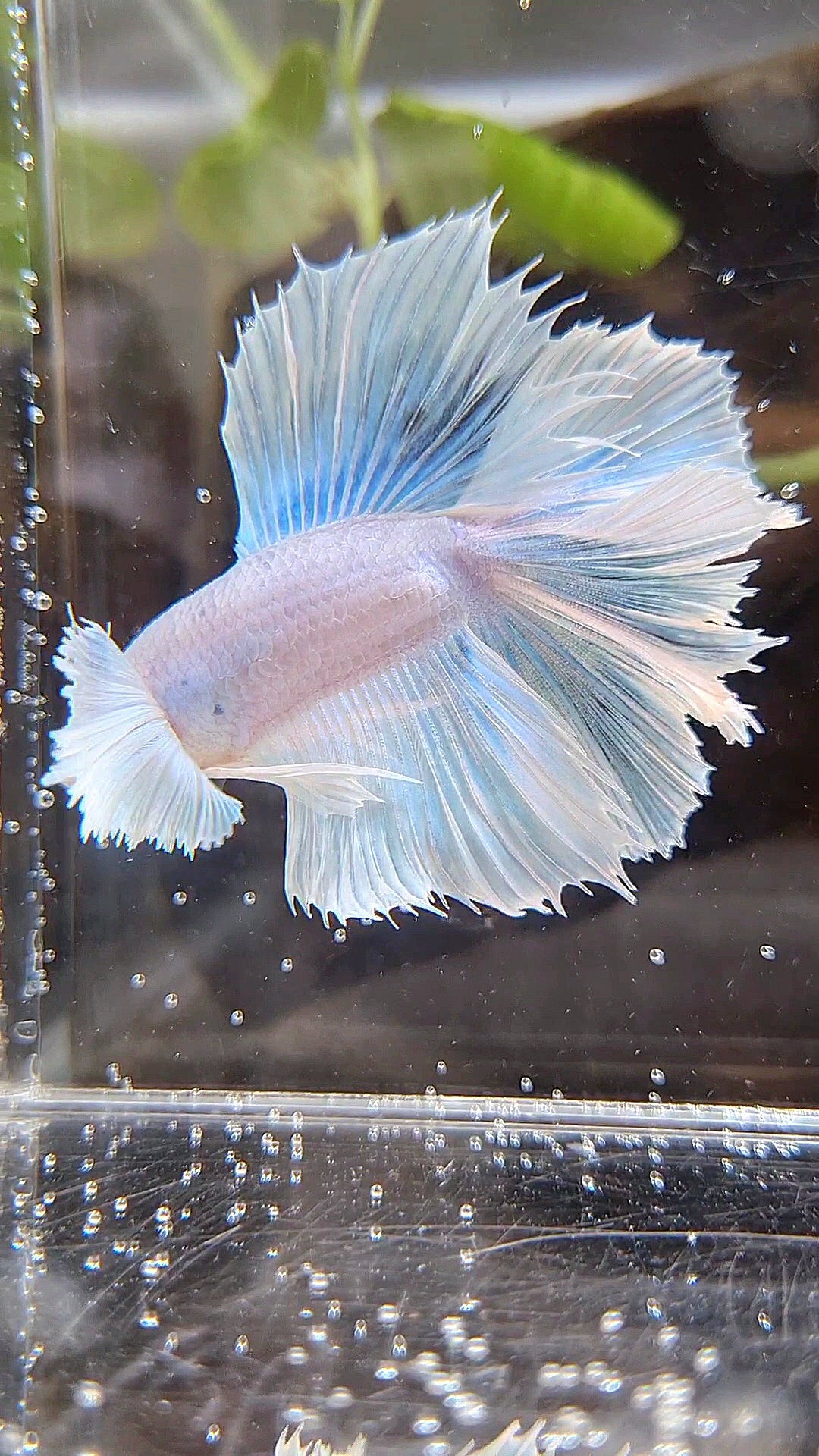 HALFMOON DOUBLE TAIL DUMBO EAR WHITE UNICORN BETTA FISH