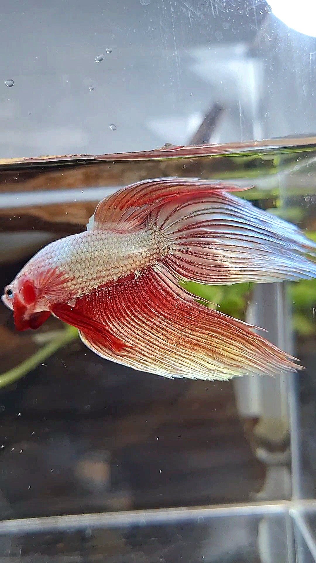 VEILTAIL ROSEGOLD DRAGON BETTA FISH