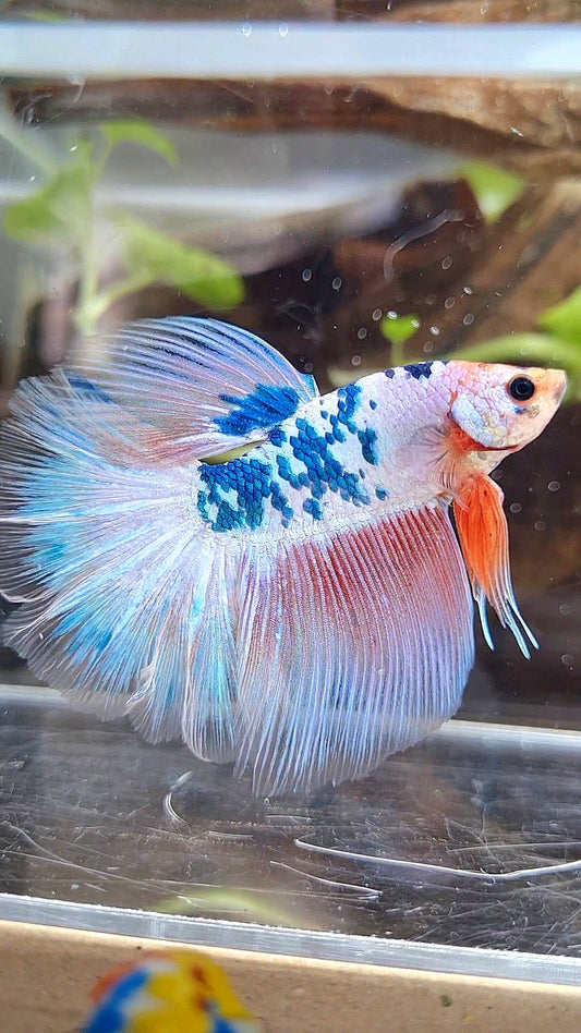 HALFMOON ROSETAIL PINK FLAMINGGO BLUE DOTS MARBLE BETTA FISH