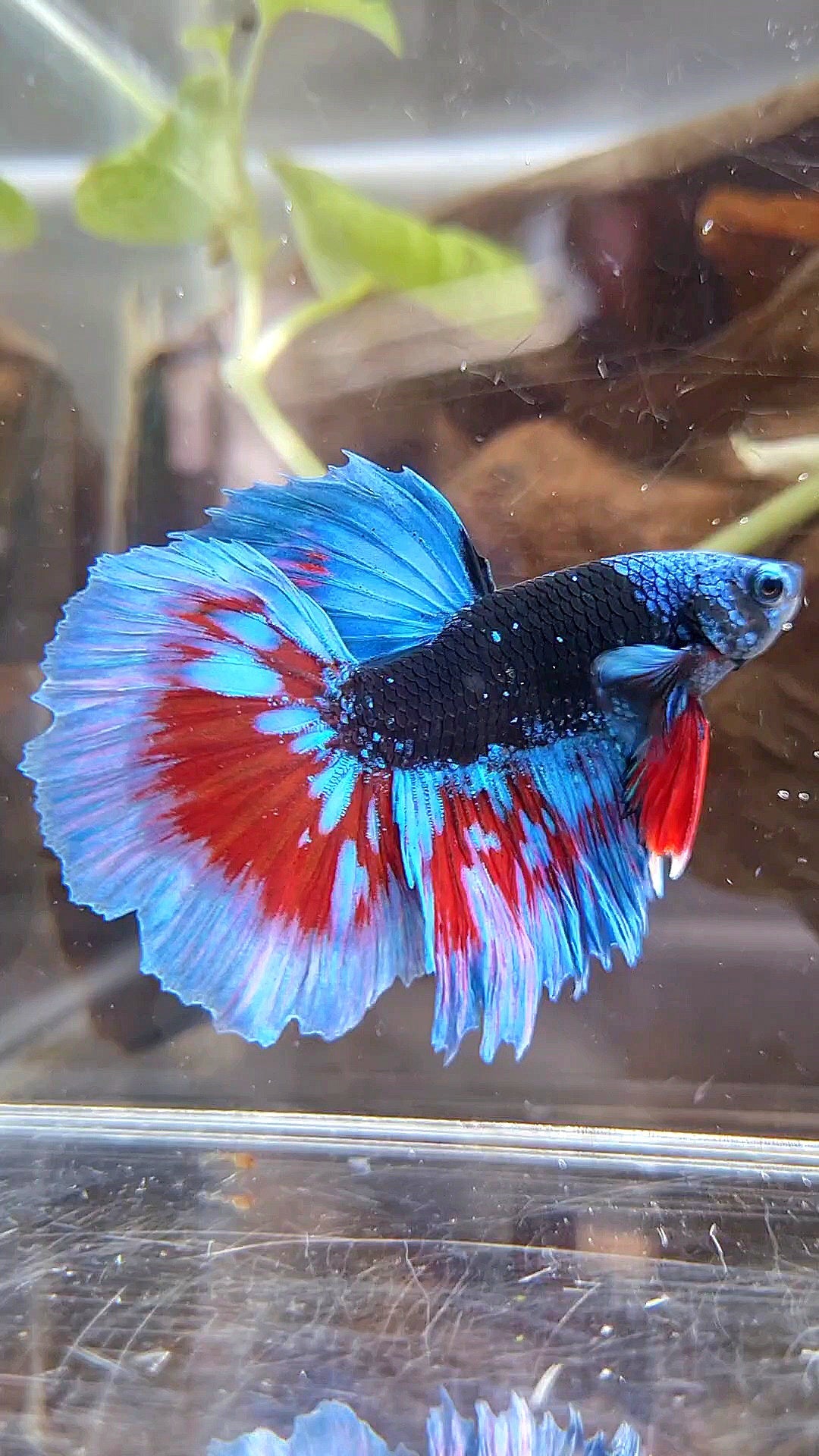 LUXURY HALFMOON BLACK SAPPHIRE AVATAR BLUE BETTA FISH