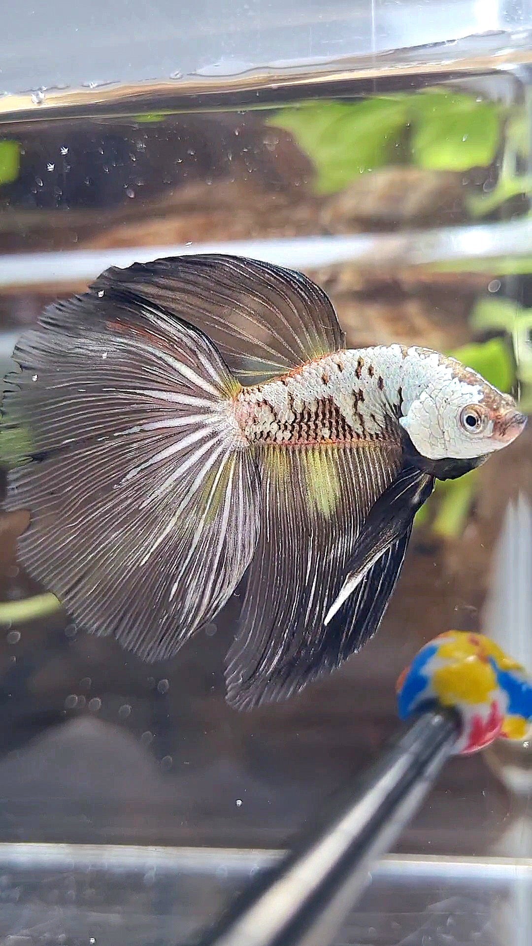 HALFMOON BLACK SAMURAI SNOW MASKING BETTA FISH
