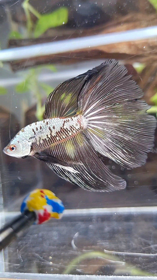 HALFMOON BLACK SAMURAI SNOW MASKING BETTA FISH