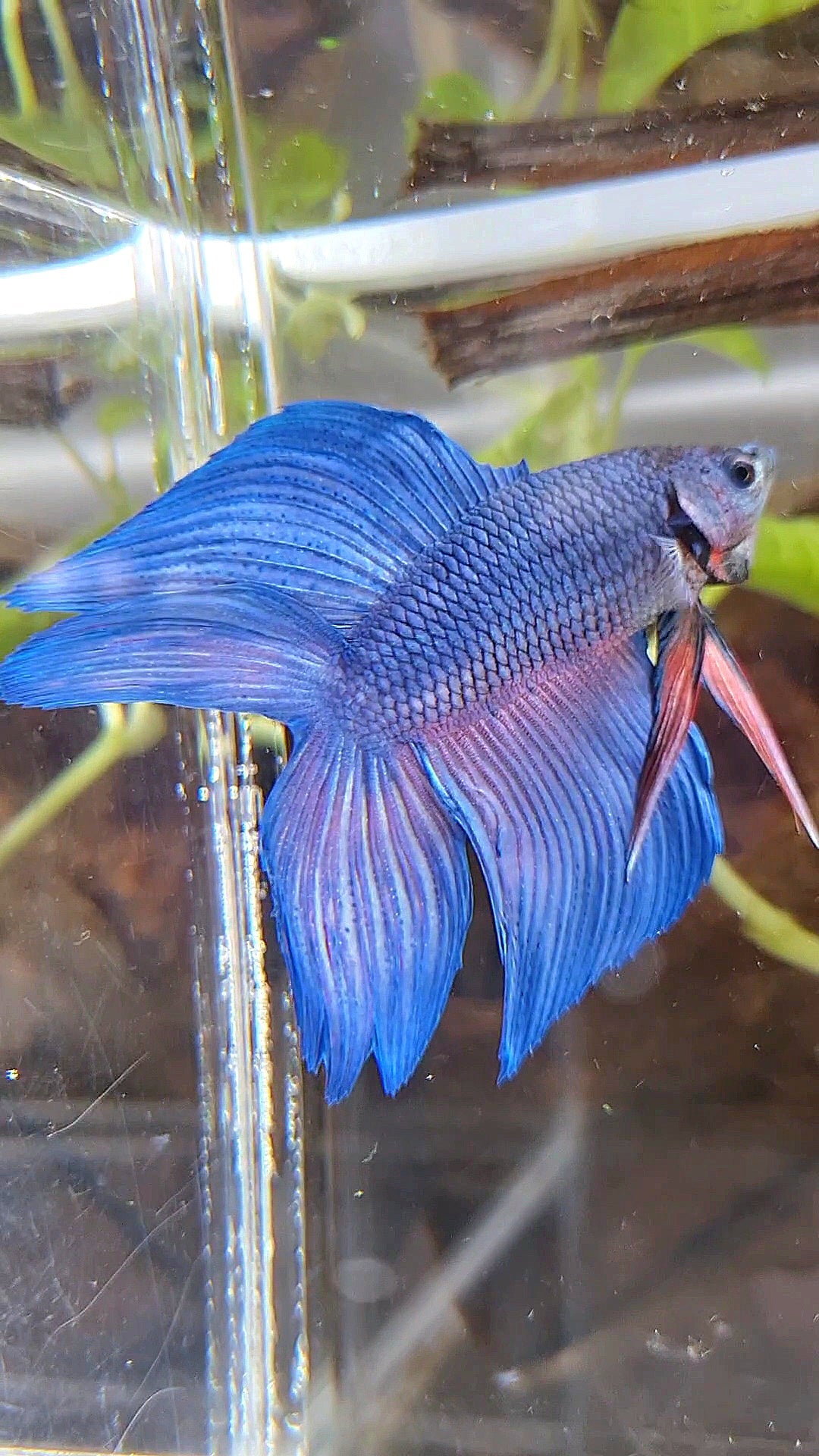 VEILTAIL DOUBLE TAIL BLUE BETTA FISH