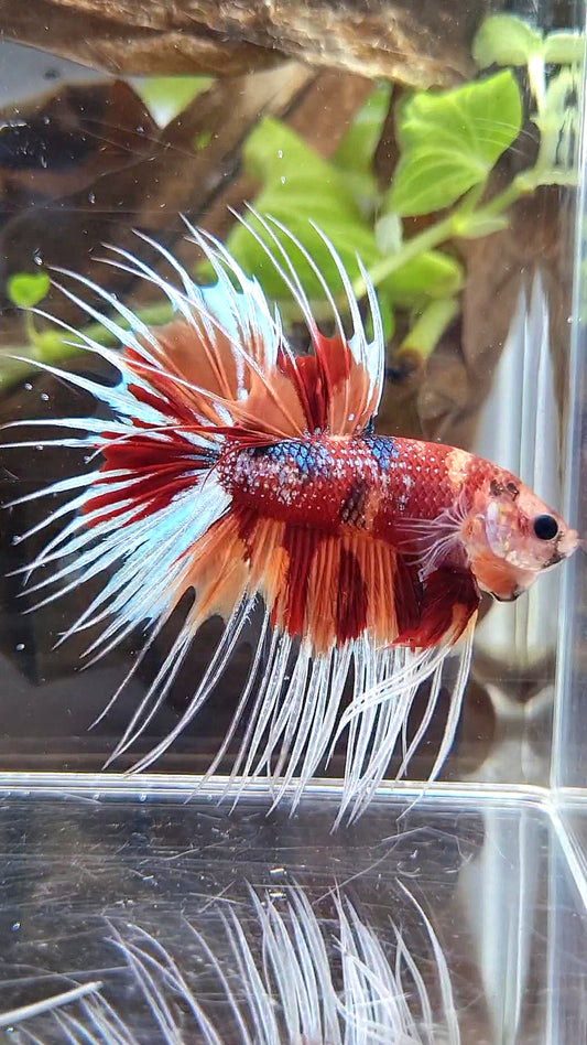 CROWNTAIL METTALIC ORANGE NEMO MULTICOLOR BETTA FISH