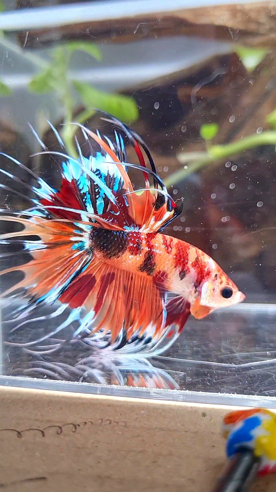CROWNTAIL ORANGE KOI TIGER MULTICOLOR BETTA FISH