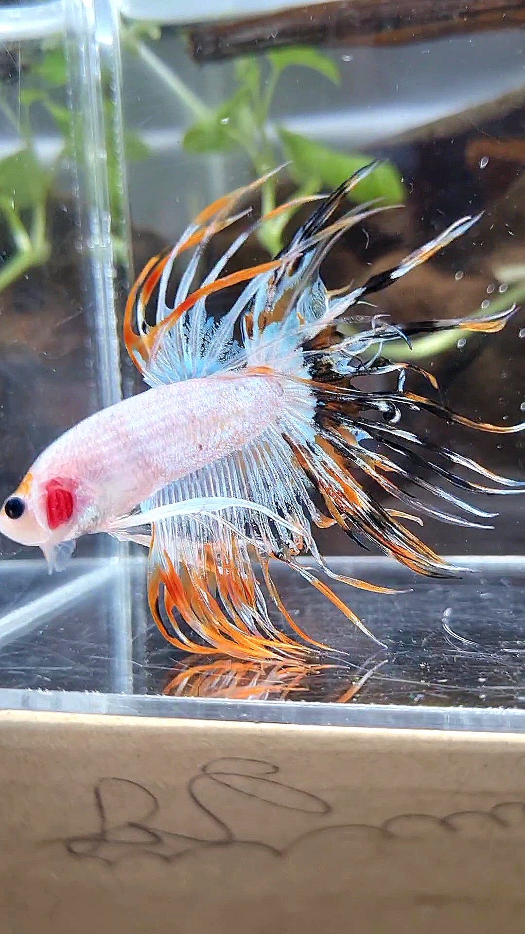 CROWNTAIL ORANGE BLACK RIM FANCY BETTA FISH
