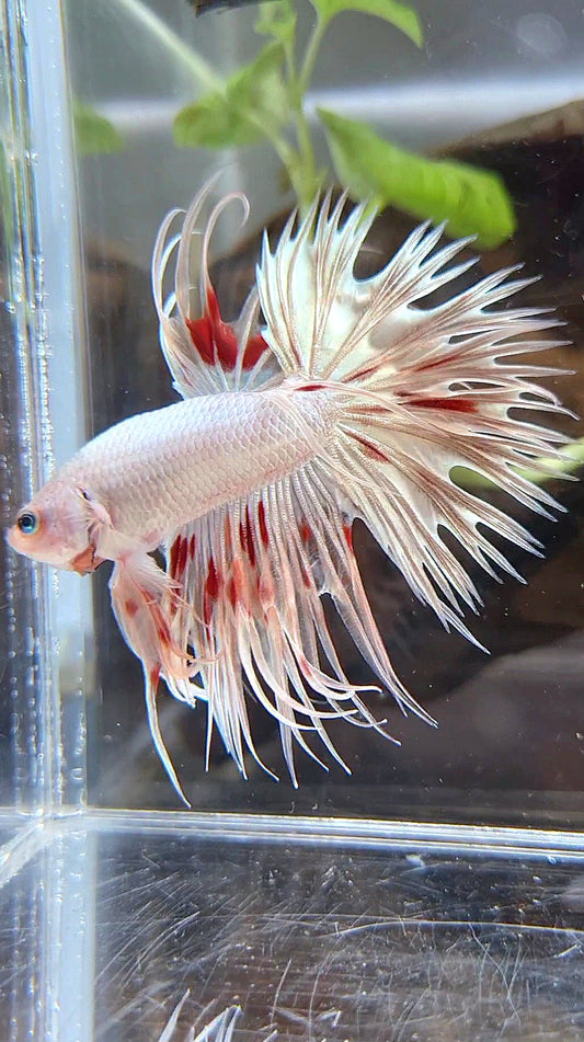 LUXURY CROWNTAIL GOLD ARMAGEDDON BETTA FISH