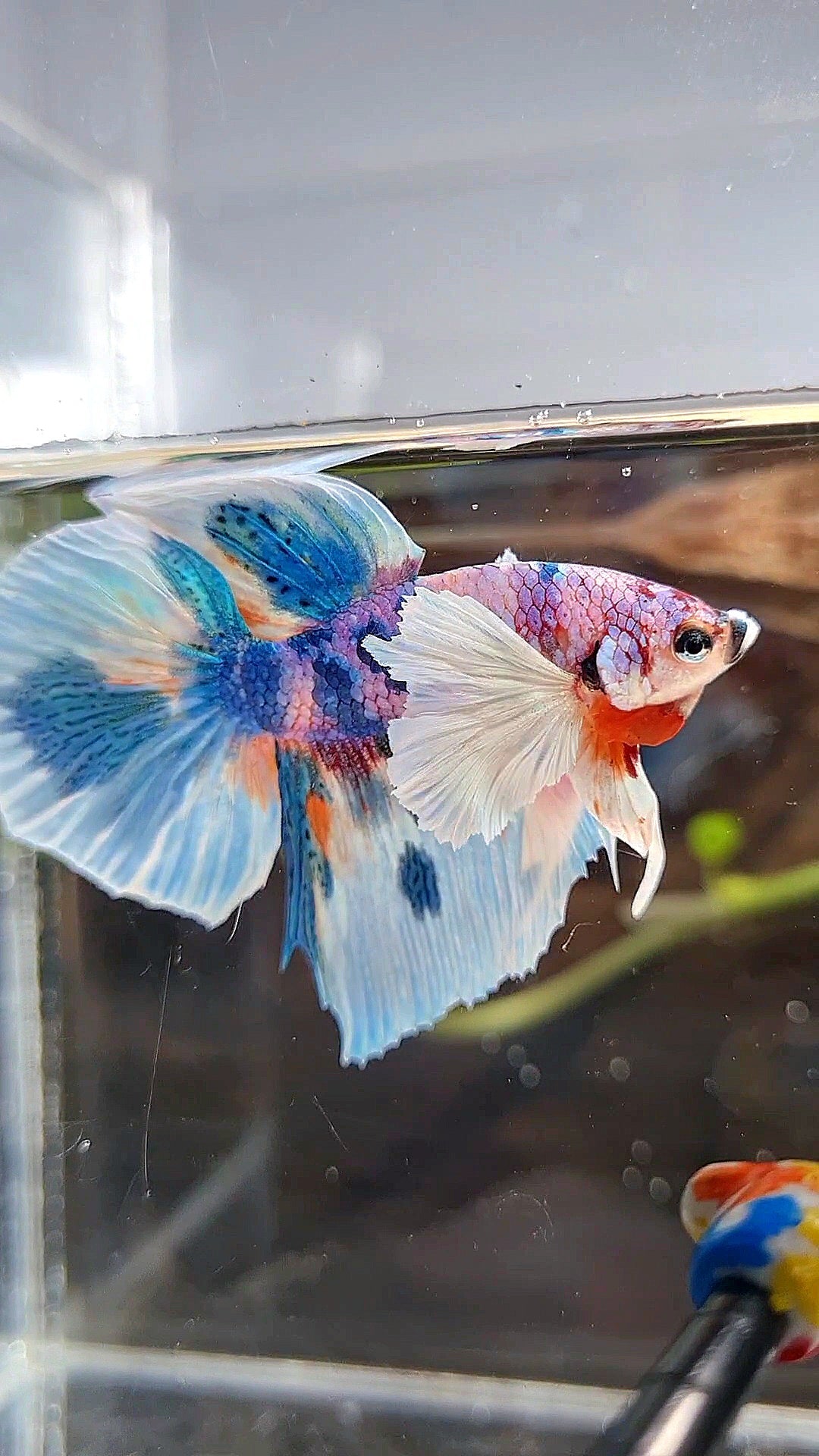HALFMOON DUMBO EAR PURPLE CANDY BLUE MARBLE MULTICOLOR BETTA FISH