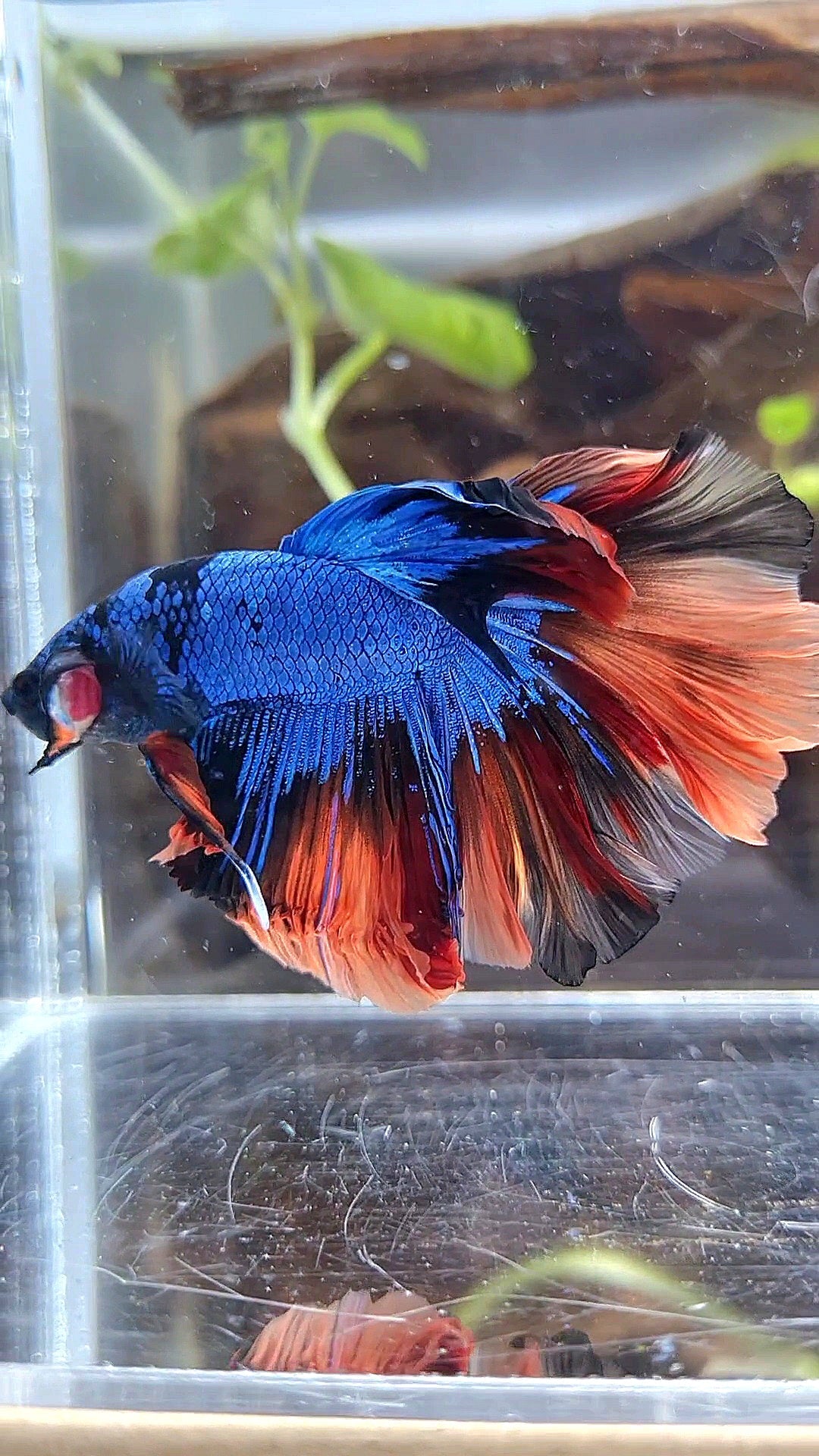 HALFMOON ROSETAIL BLUE BLACK NEMO AVATAR BETTA FISH