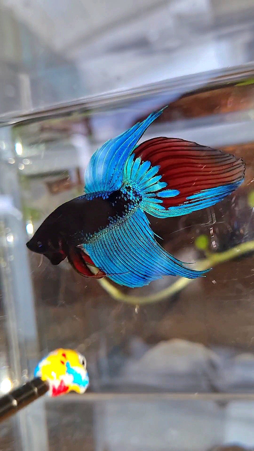 VEILTAIL BLACK SAPPHIRE AVATAR BUE BETTA FISH
