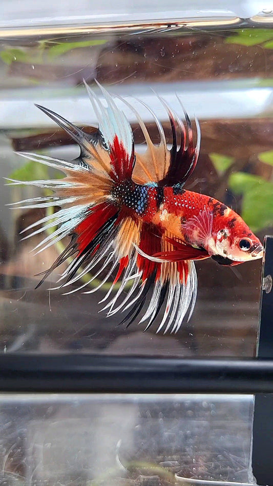CROWNTAIL ORANGE RED MULTICOLOR METTALIC BETTA FISH