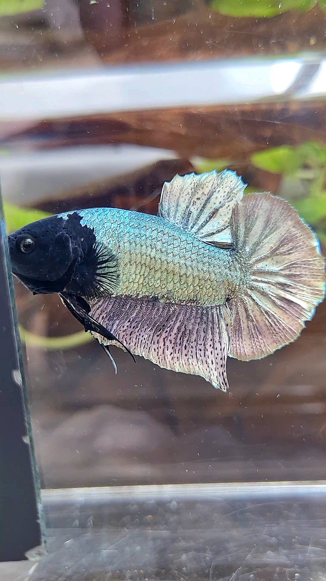 PLAKAT BLACK FACE UNIQUE COPPER ARMY BETTA FISH