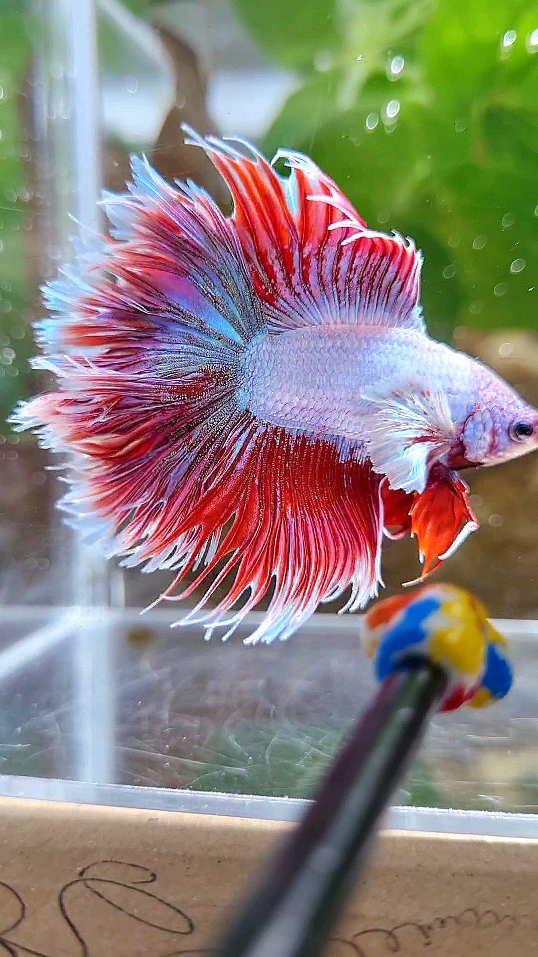 LUXURY HALFSUN DOUBLE TAIL DUMBO EAR RED UNICORN BETTA FISH