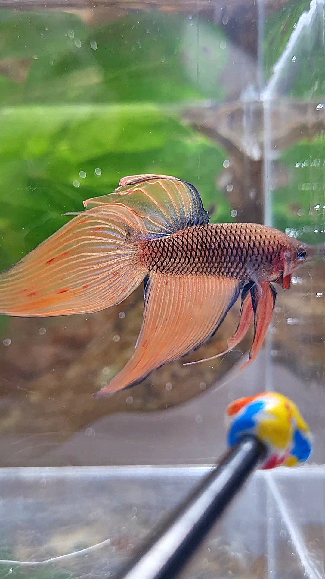 VEILTAIL DARK ORANGE ARMAGEDDON BETTA FISH