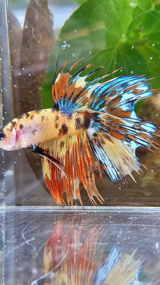 CROWNTAIL HALFSUN SUPER MULTICOLOR YELLOW ORANGE BETTA FISH