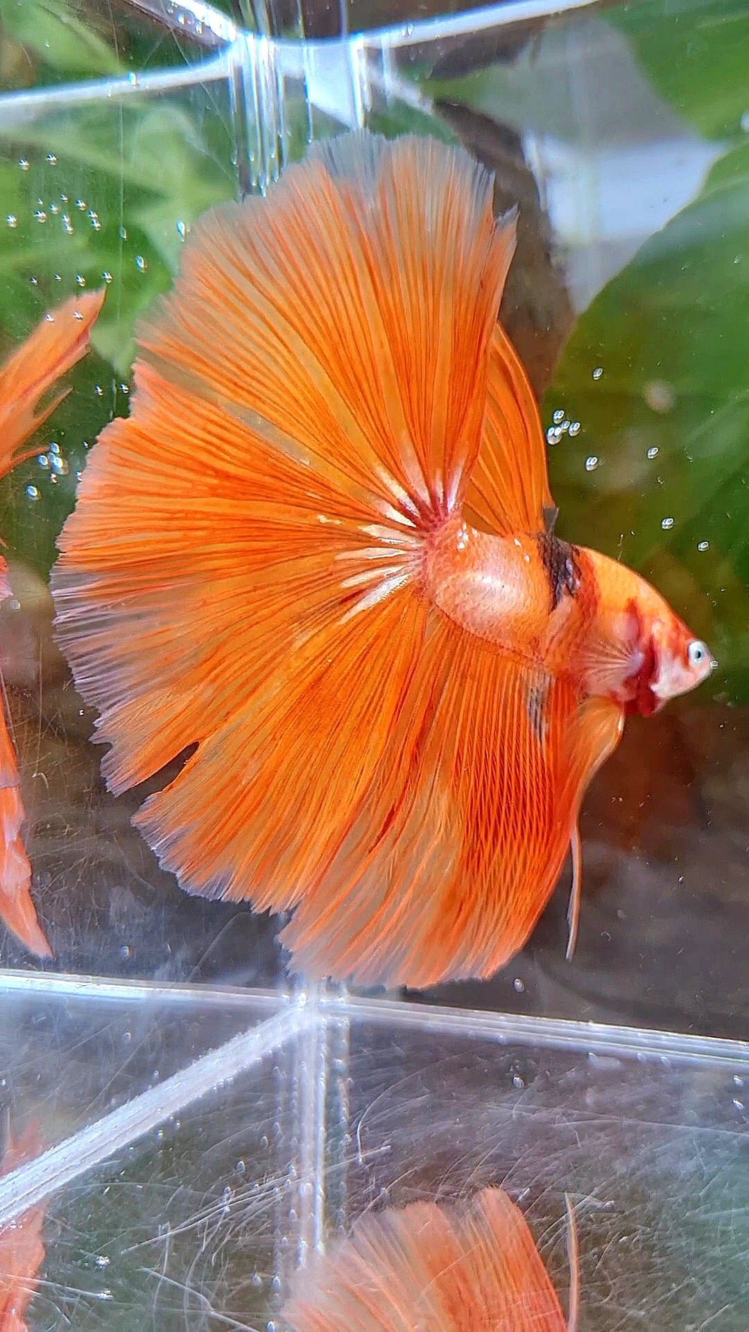 HALFMOON ROSETAIL ORANGE KOI FIRE BETTA FISH