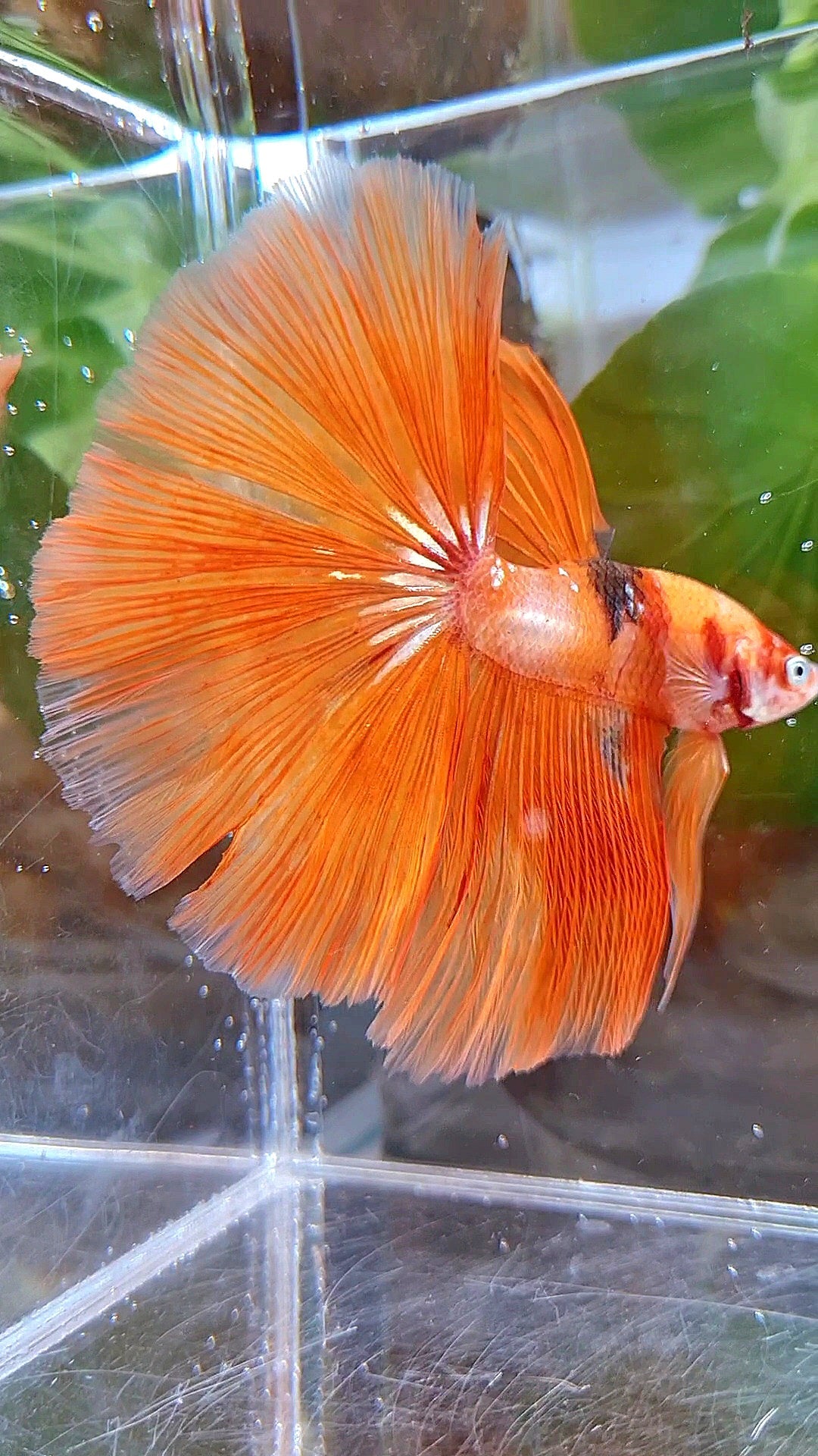 HALFMOON ROSETAIL ORANGE KOI FIRE BETTA FISH