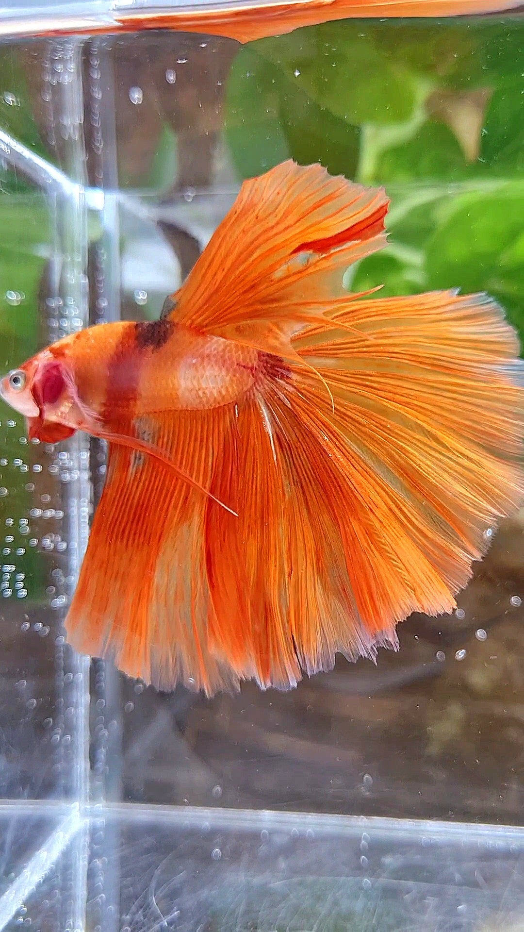 HALFMOON ROSETAIL ORANGE KOI FIRE BETTA FISH