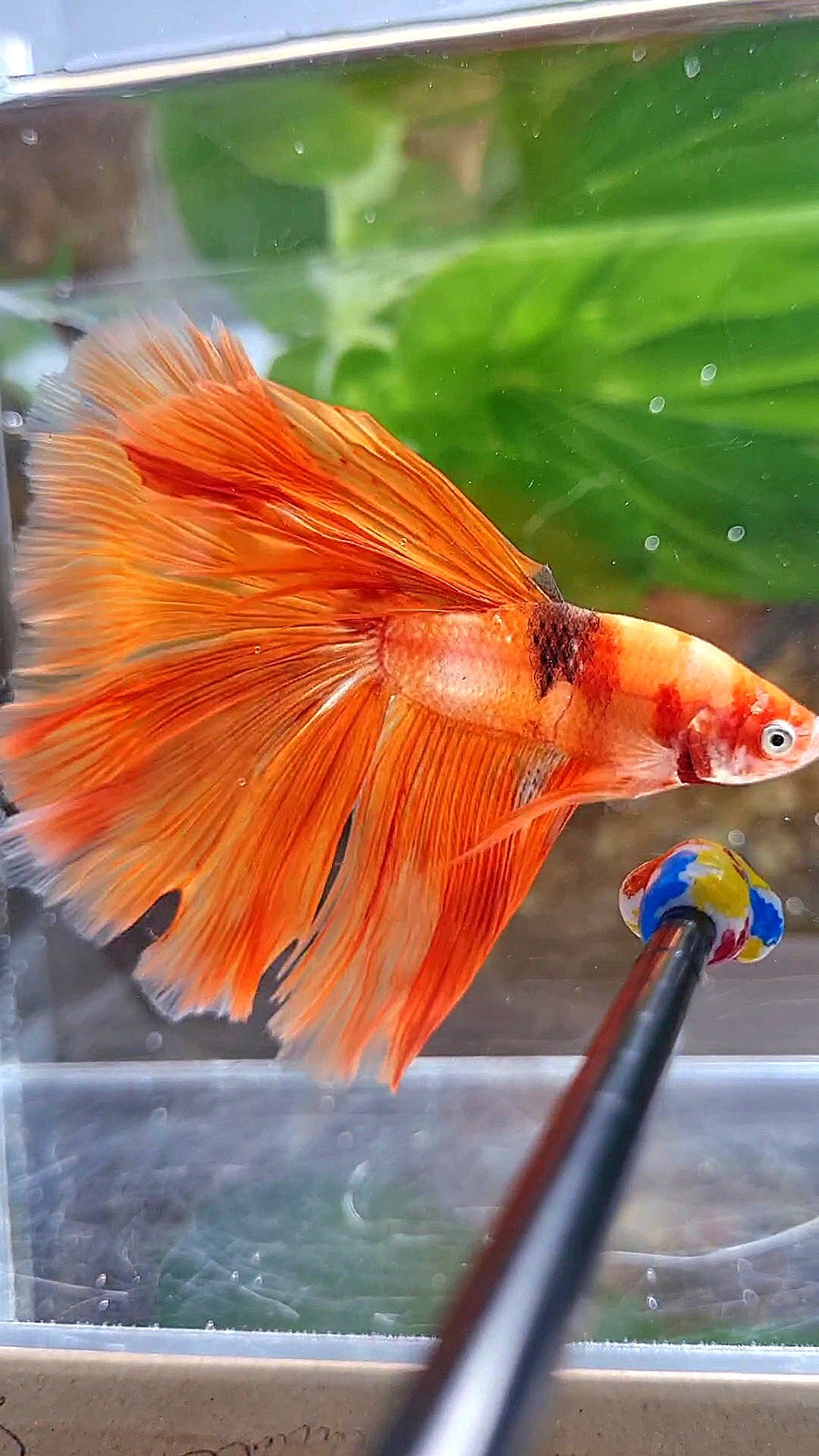 HALFMOON ROSETAIL ORANGE KOI FIRE BETTA FISH