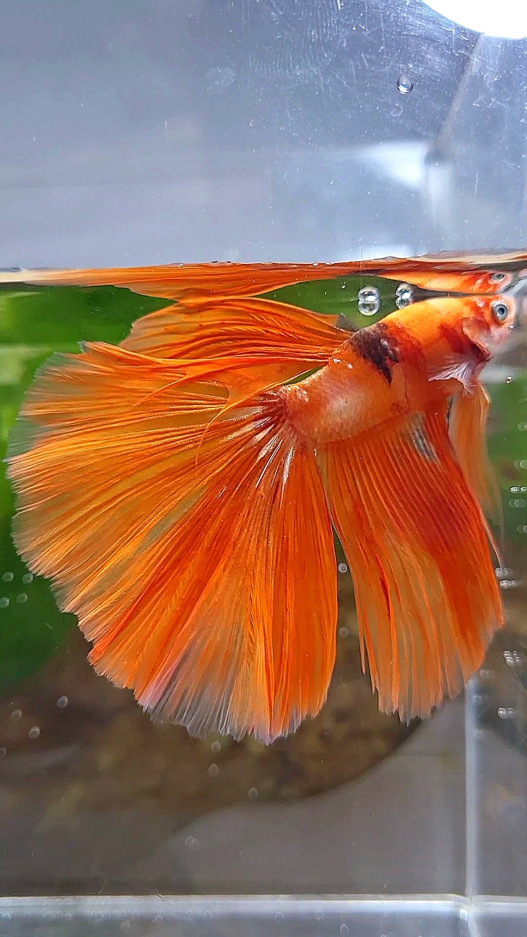 HALFMOON ROSETAIL ORANGE KOI FIRE BETTA FISH