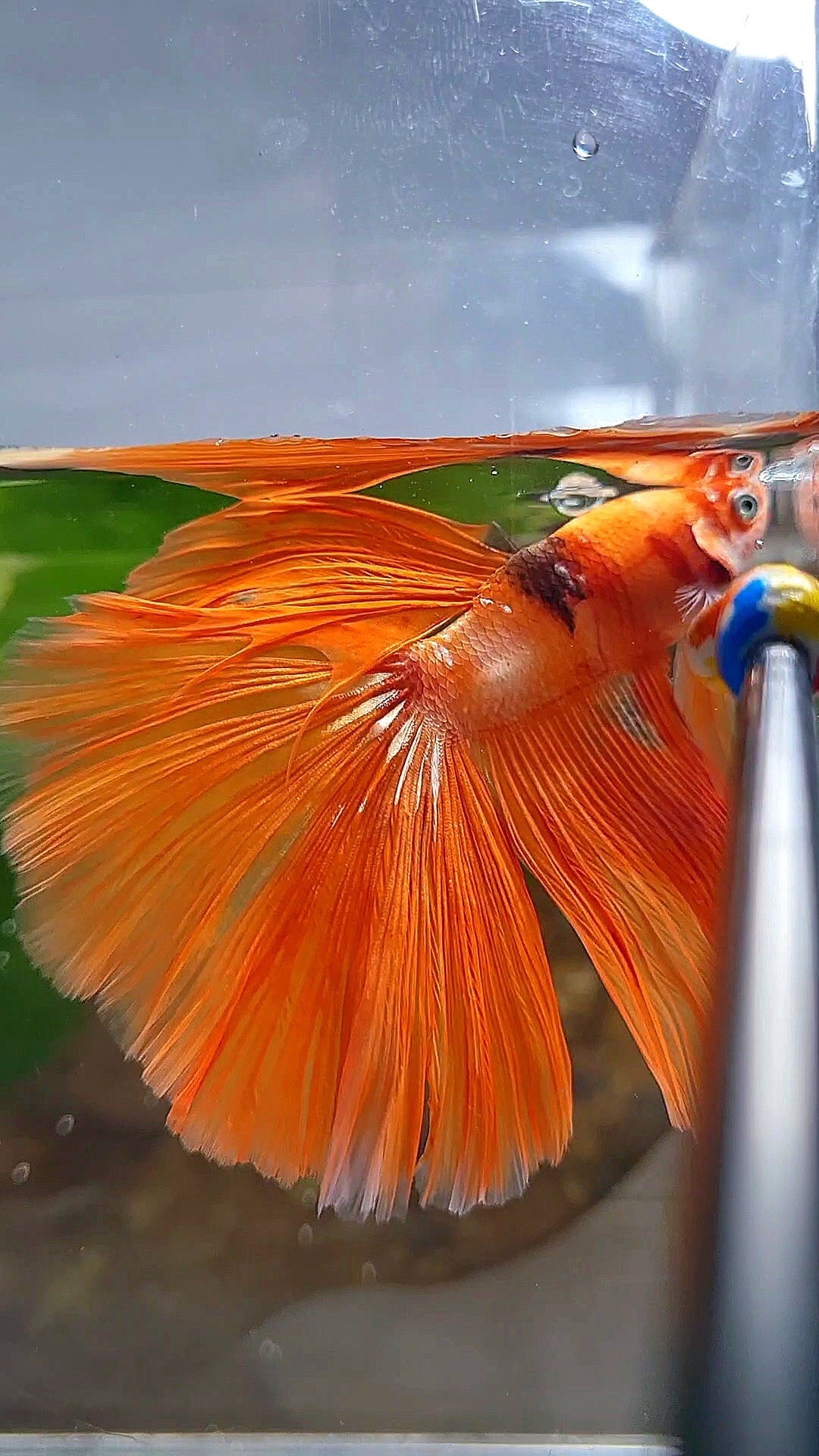HALFMOON ROSETAIL ORANGE KOI FIRE BETTA FISH