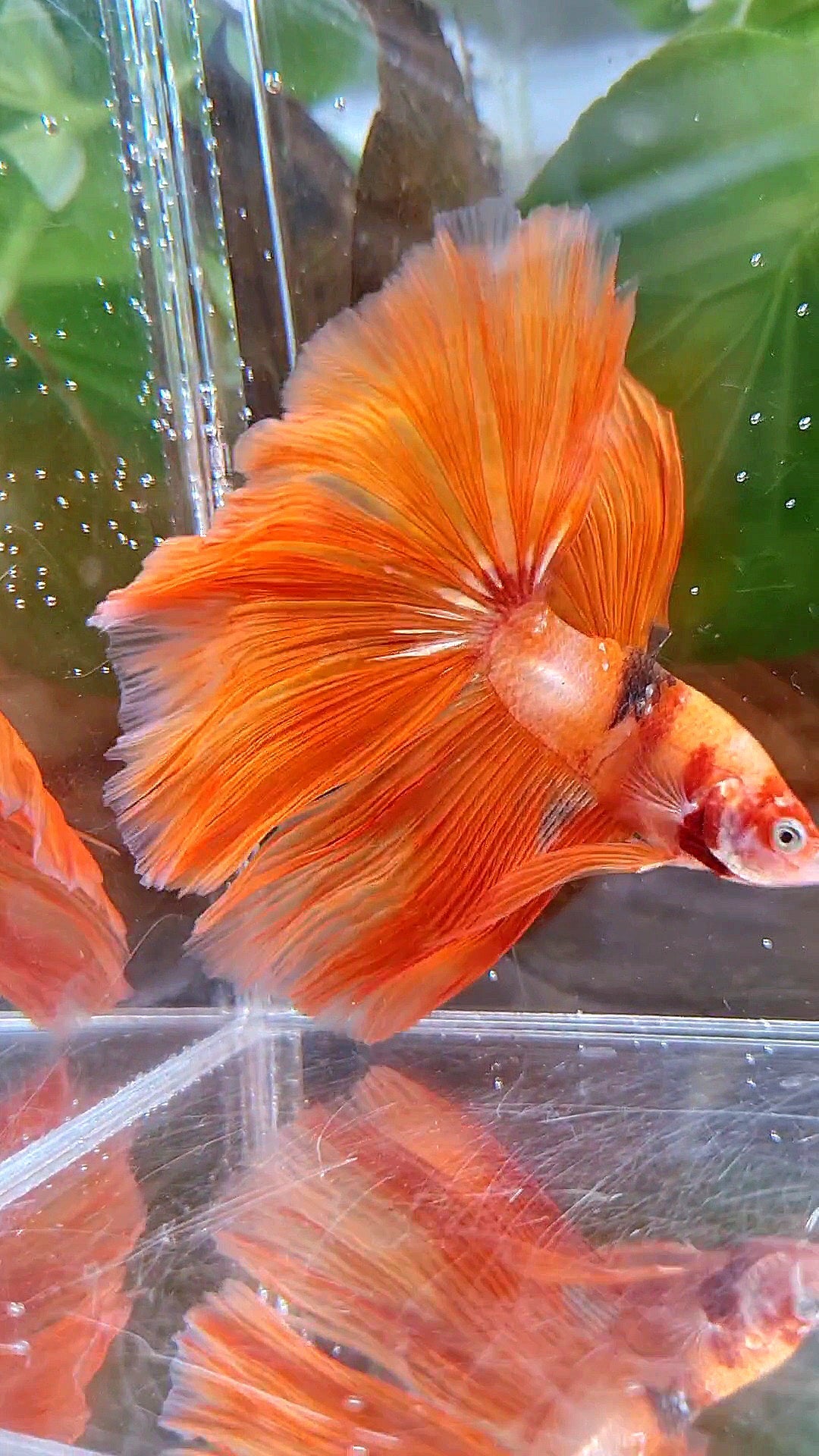HALFMOON ROSETAIL ORANGE KOI FIRE BETTA FISH