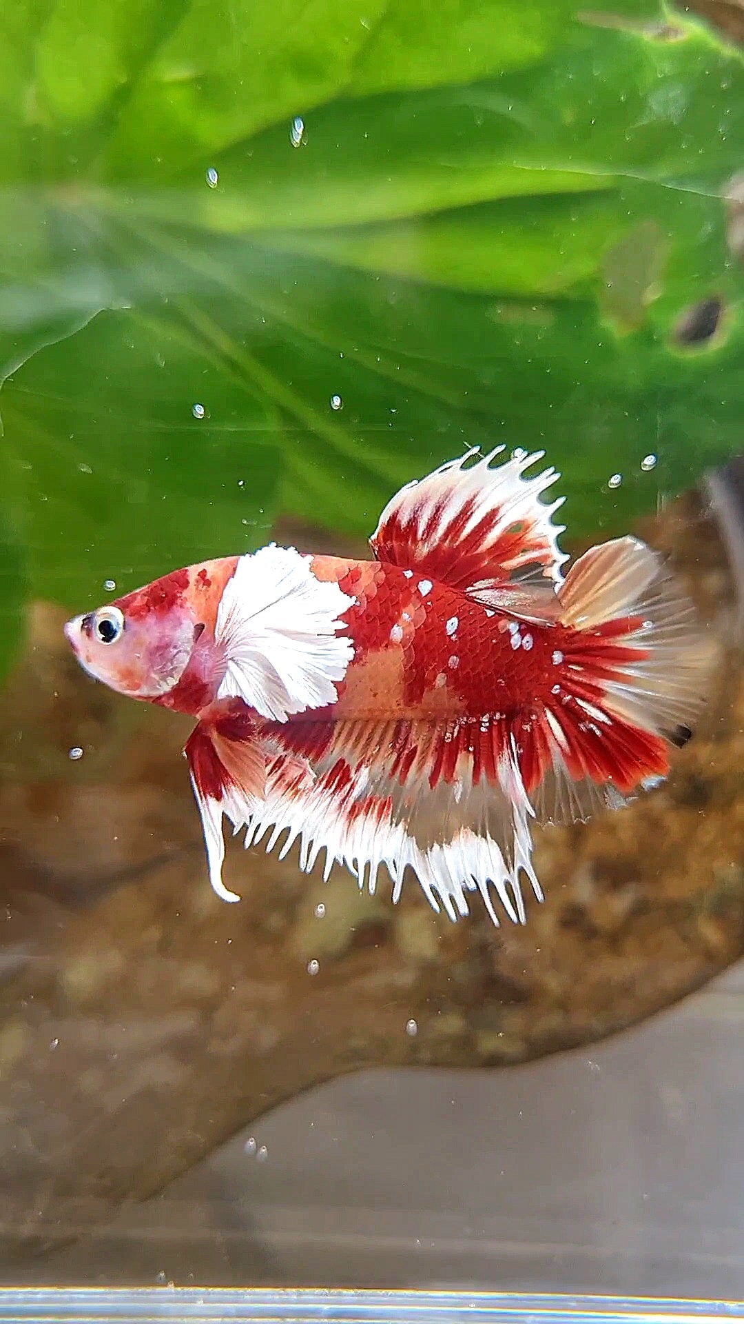 CROWNTAIL PLAKAT DUMBO EAR RED NEMO KOI GALAXY COPPER MULTICOLOR BETTA FISH