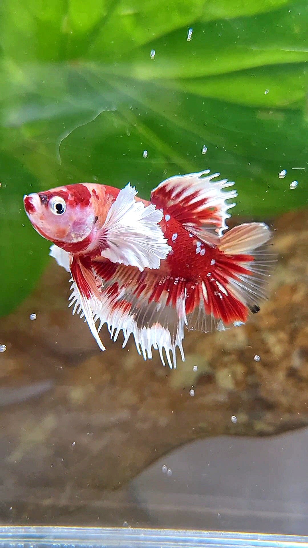 CROWNTAIL PLAKAT DUMBO EAR RED NEMO KOI GALAXY COPPER MULTICOLOR BETTA FISH