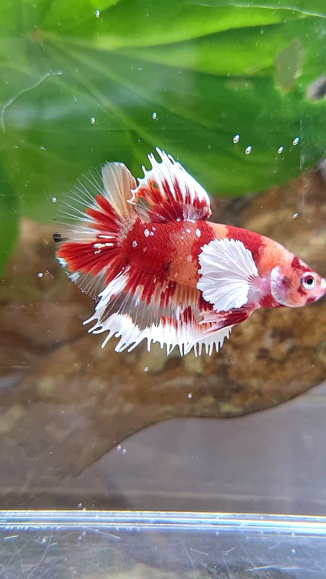 CROWNTAIL PLAKAT DUMBO EAR RED NEMO KOI GALAXY COPPER MULTICOLOR BETTA FISH