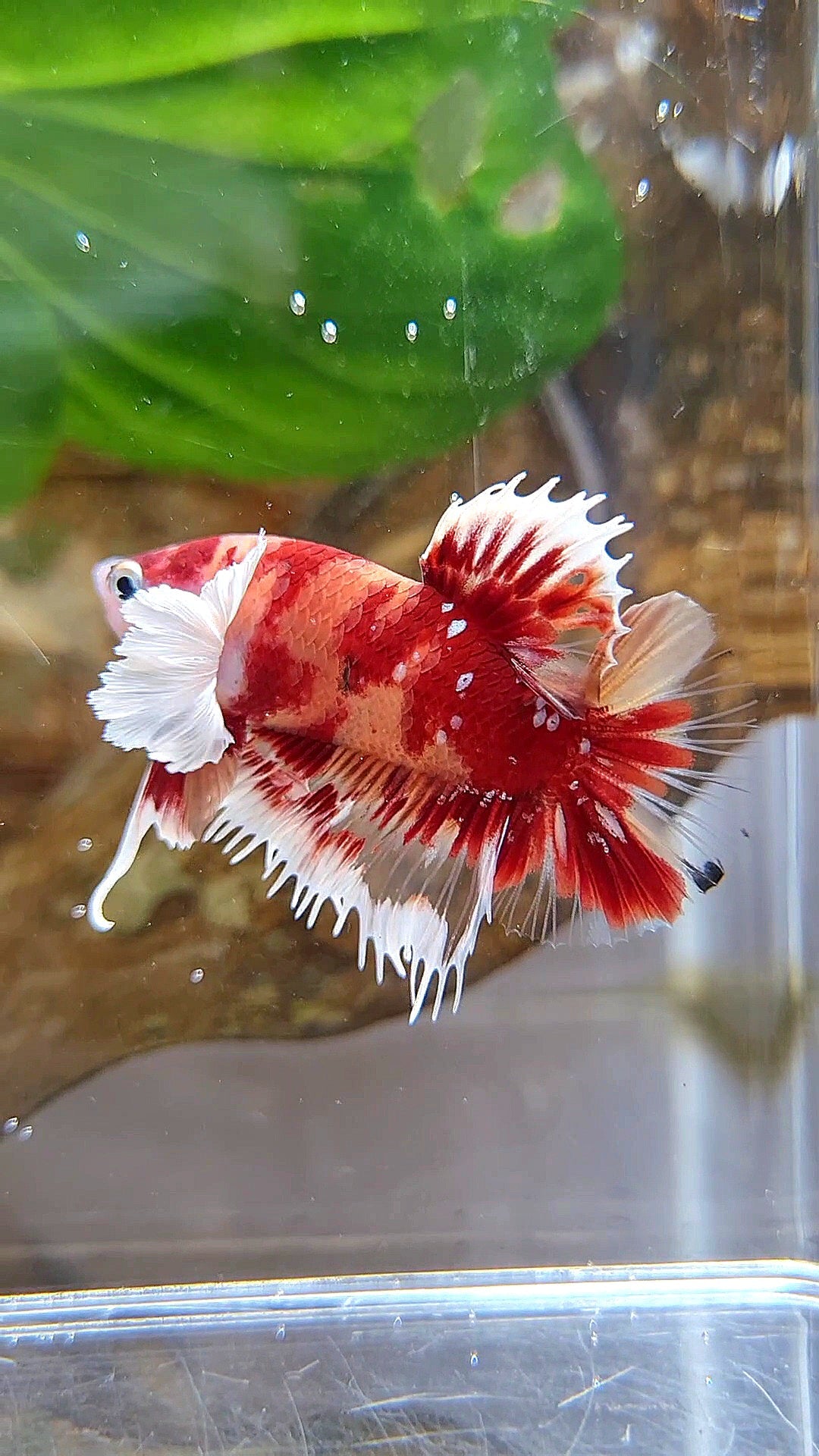 CROWNTAIL PLAKAT DUMBO EAR RED NEMO KOI GALAXY COPPER MULTICOLOR BETTA FISH
