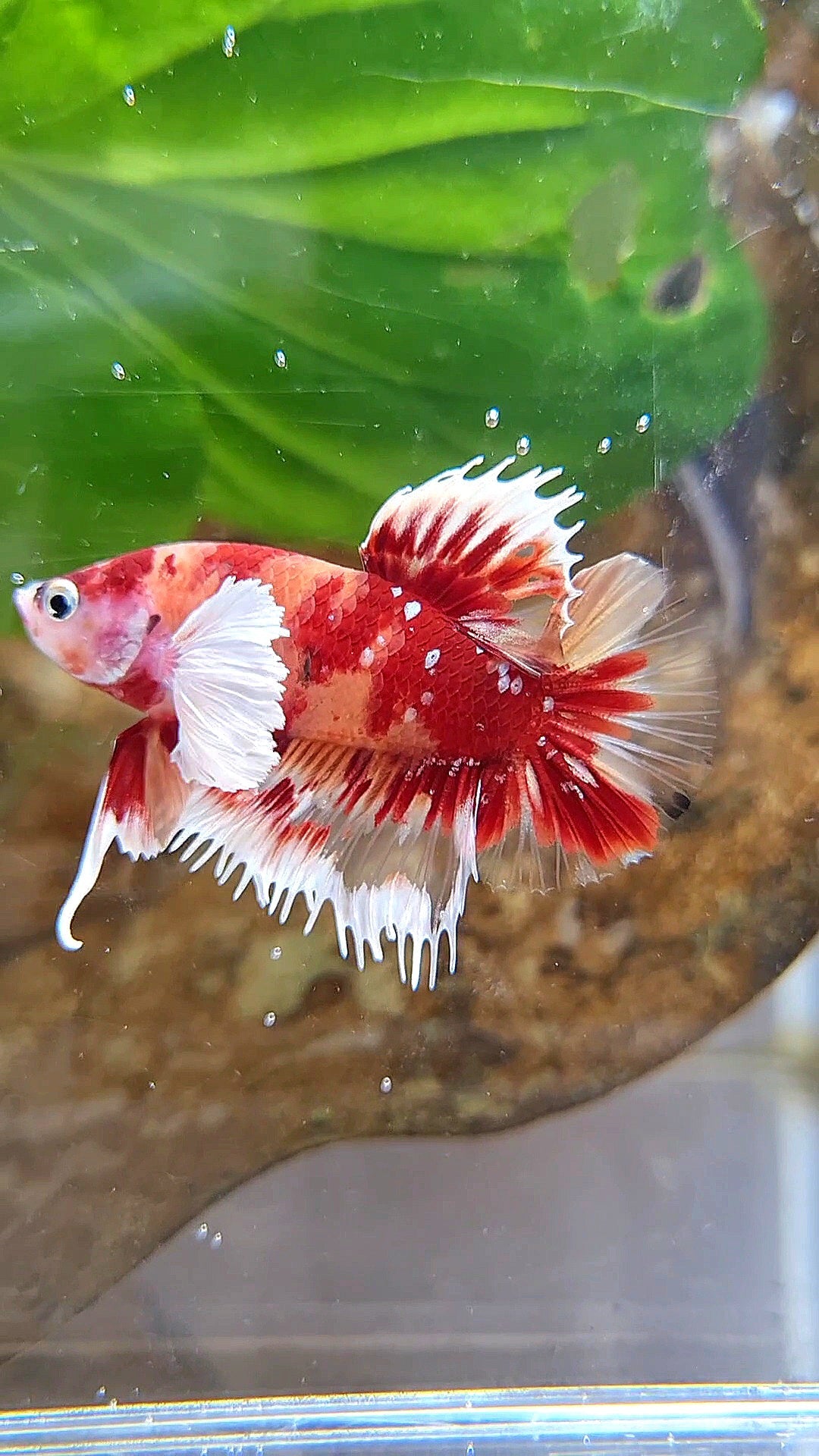 CROWNTAIL PLAKAT DUMBO EAR RED NEMO KOI GALAXY COPPER MULTICOLOR BETTA FISH