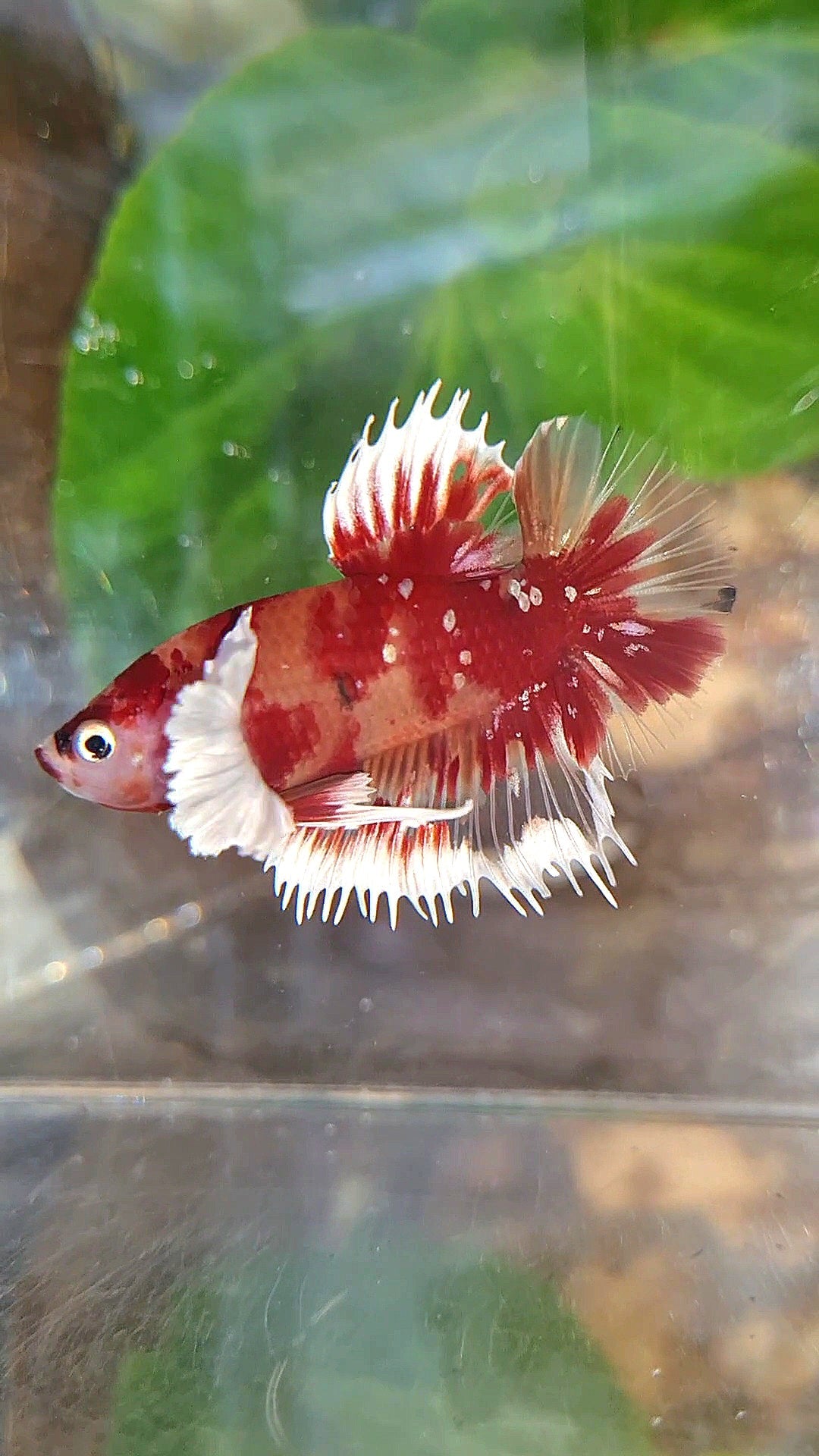 CROWNTAIL PLAKAT DUMBO EAR RED NEMO KOI GALAXY COPPER MULTICOLOR BETTA FISH