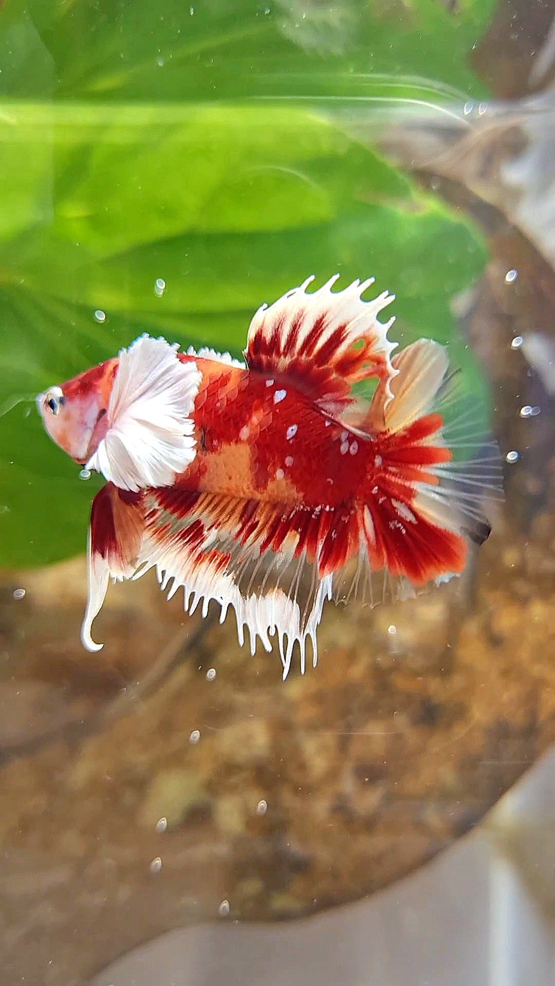 CROWNTAIL PLAKAT DUMBO EAR RED NEMO KOI GALAXY COPPER MULTICOLOR BETTA FISH