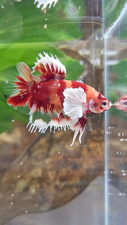 CROWNTAIL PLAKAT DUMBO EAR RED NEMO KOI GALAXY COPPER MULTICOLOR BETTA FISH