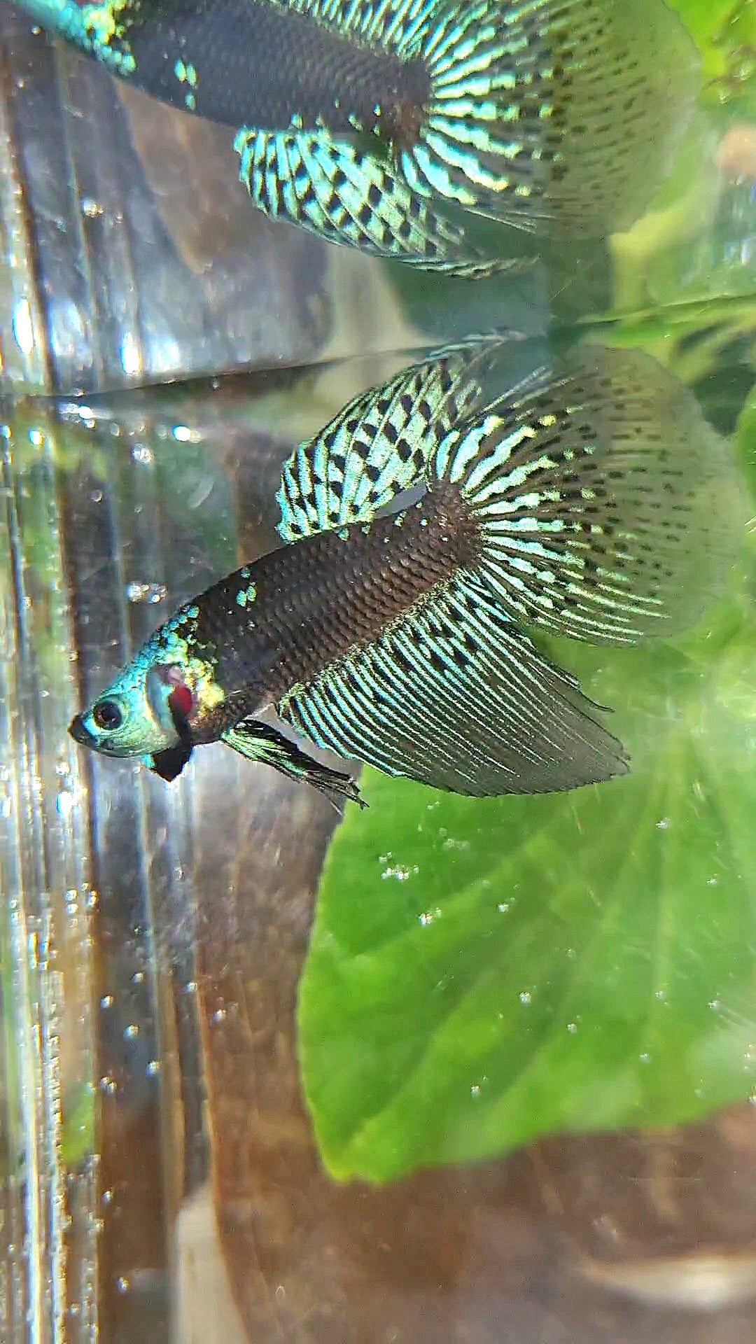 LONGFIN ALIEN SAMURAI BLUE GREEN HYBRID WILD BETTA FISH
