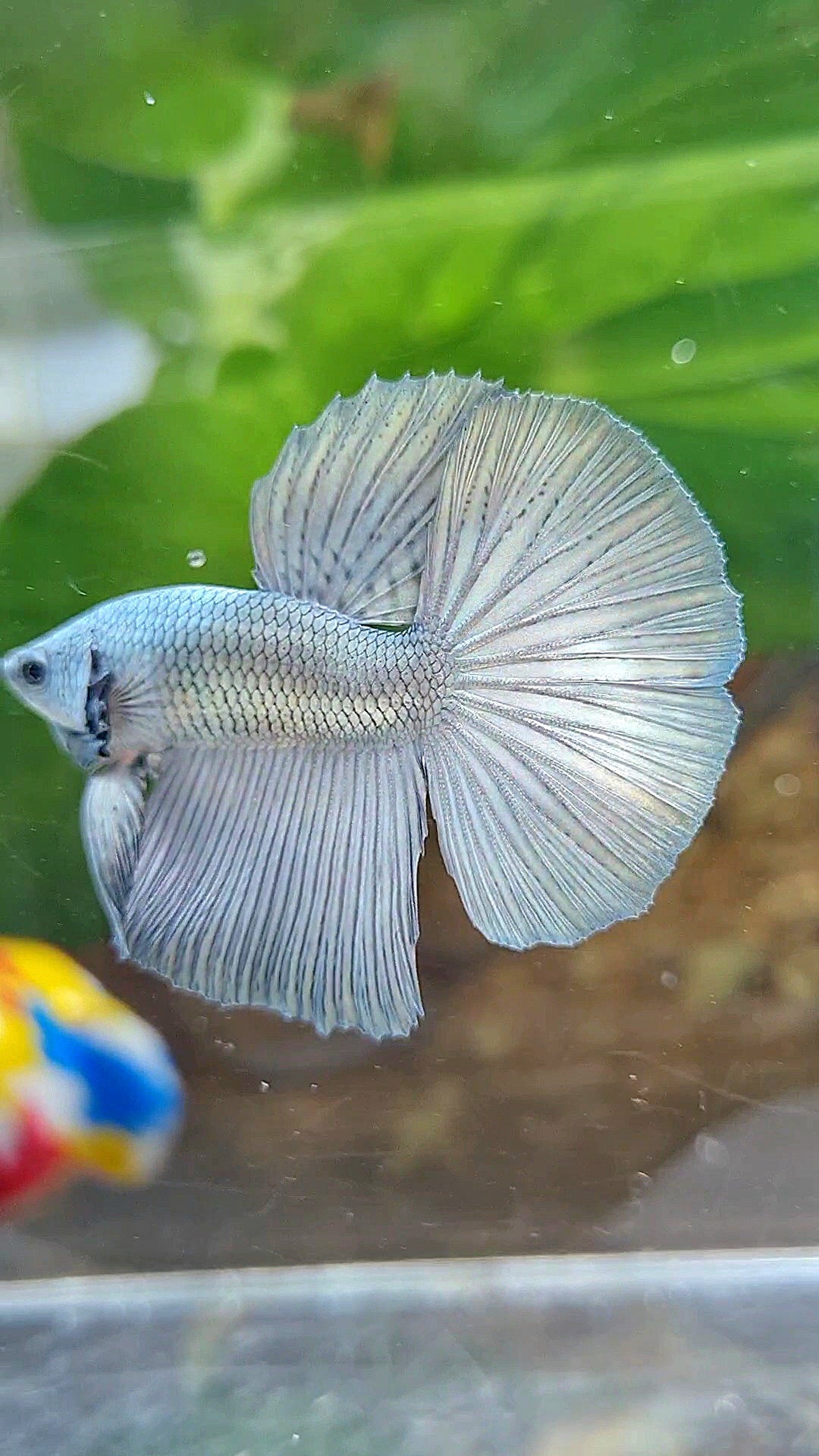 HALFMOON SUPER COPPER SOLID BETTA FISH
