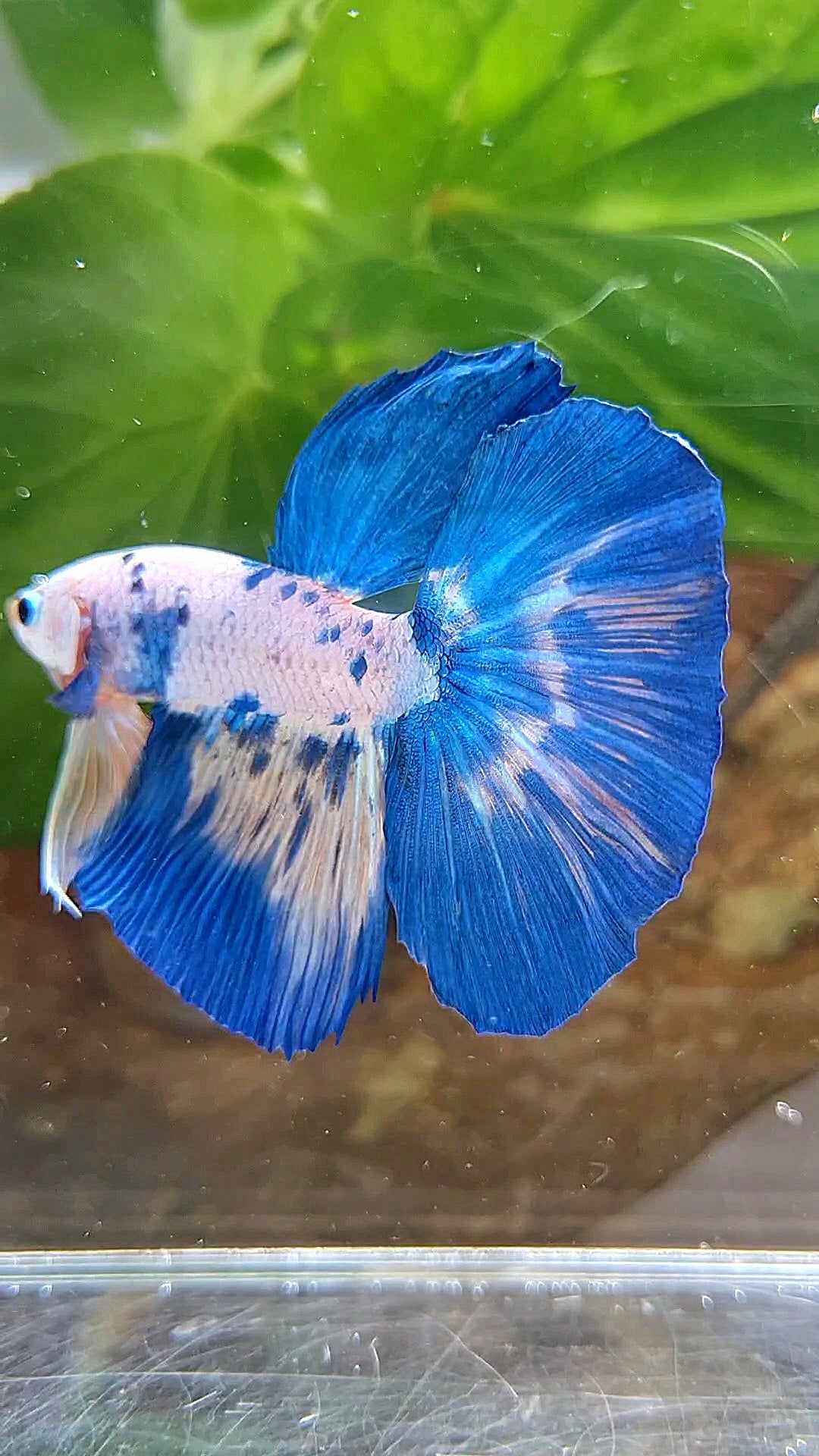 HALFMOON ROSETAIL WHITE BLUE RIM DOTS MARBLE BETTA FISH
