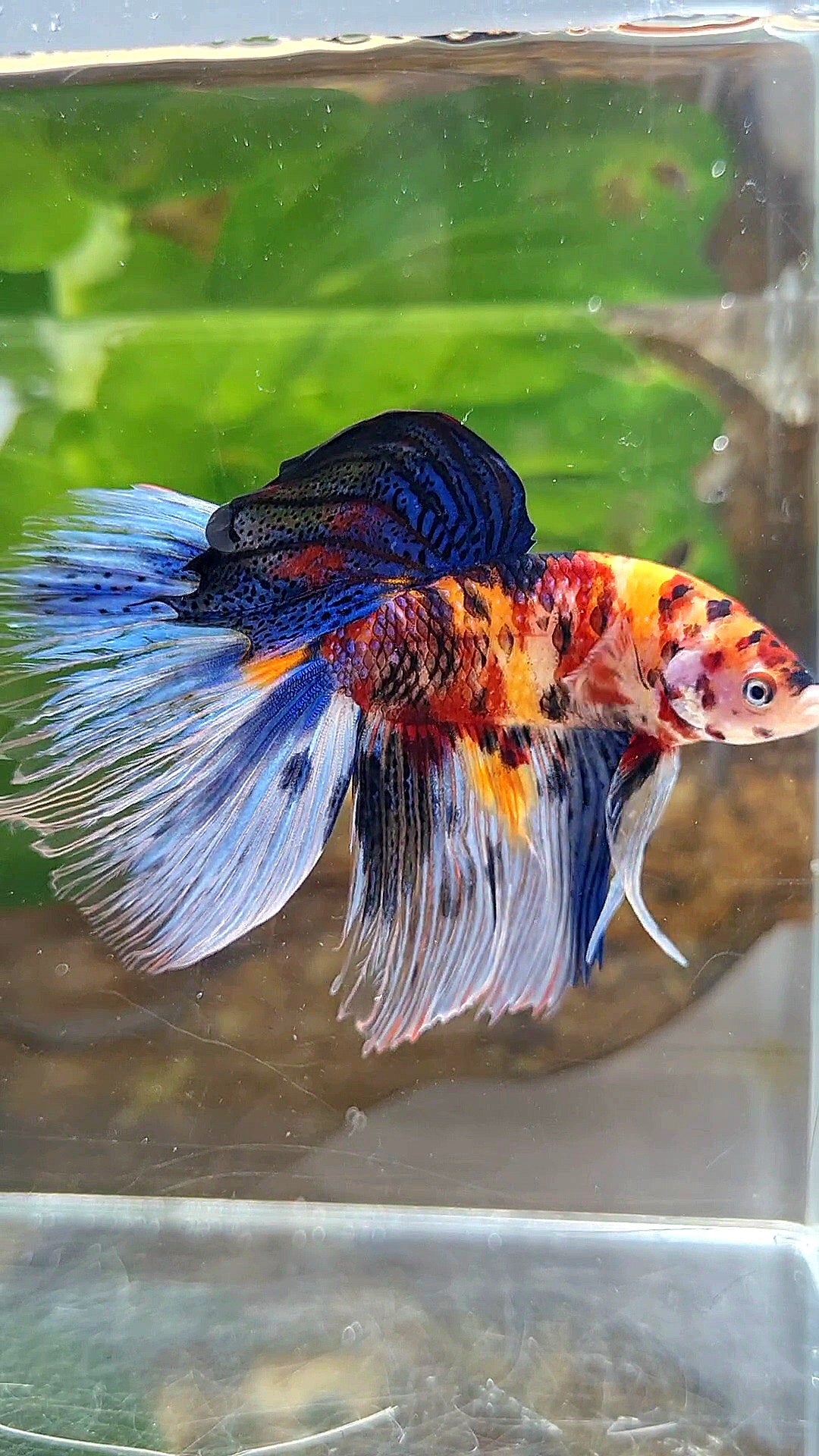 XL HALFMOON KOI MULTICOLOR TIGER BETTA FISH