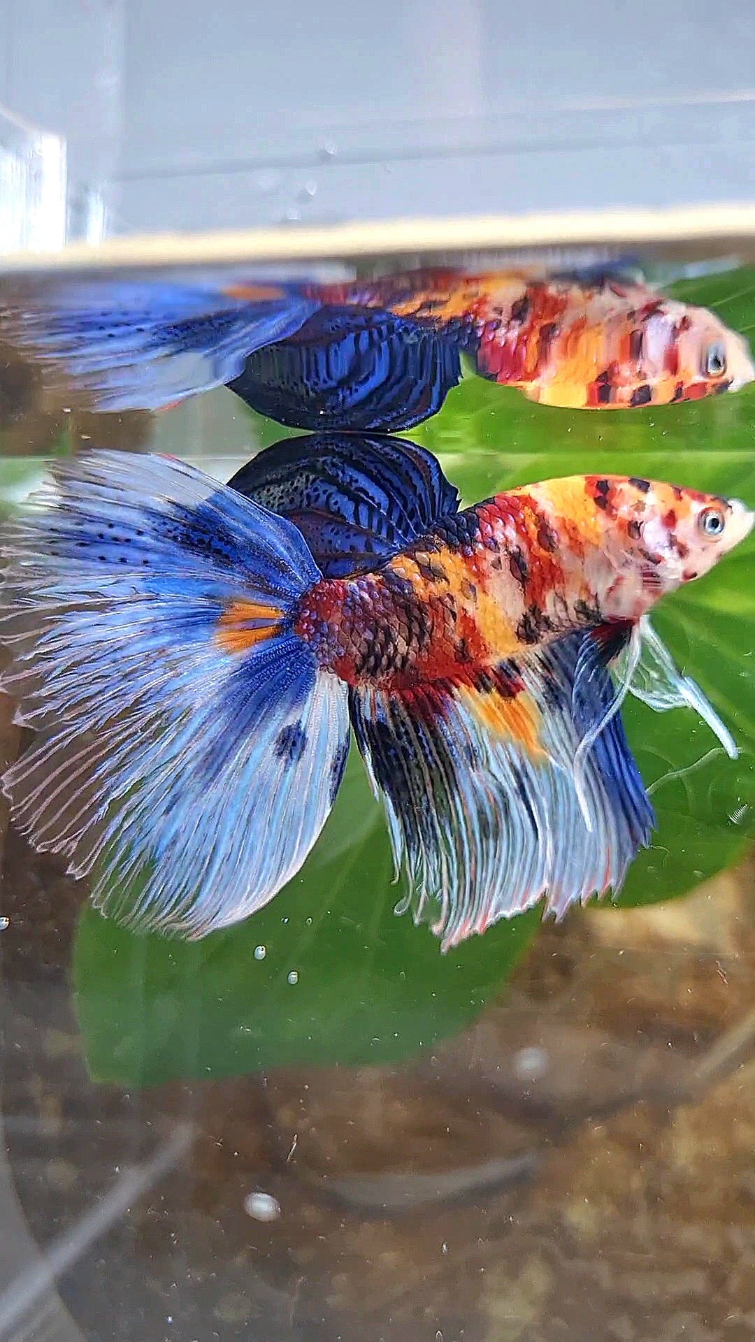 XL HALFMOON KOI MULTICOLOR TIGER BETTA FISH