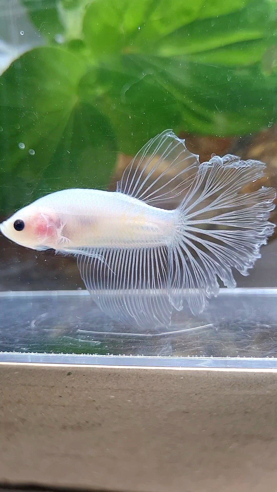 HALFMOON ROSETAIL CELLOPHANE TRANSPARENT BETTA FISH