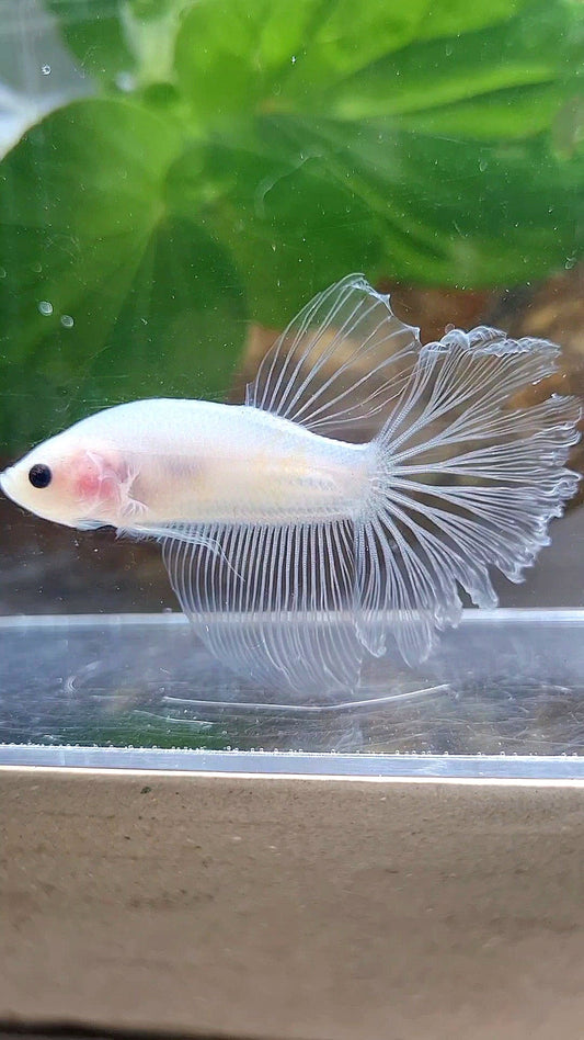 HALFMOON ROSETAIL CELLOPHANE TRANSPARENT BETTA FISH
