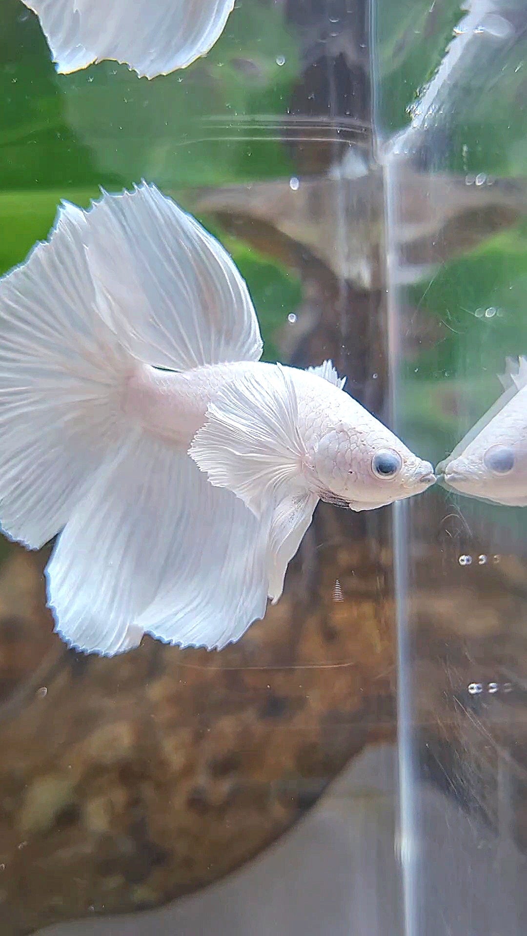 HALFMOON DUMBO EAR WHITE PLATINUM BETTA FISH