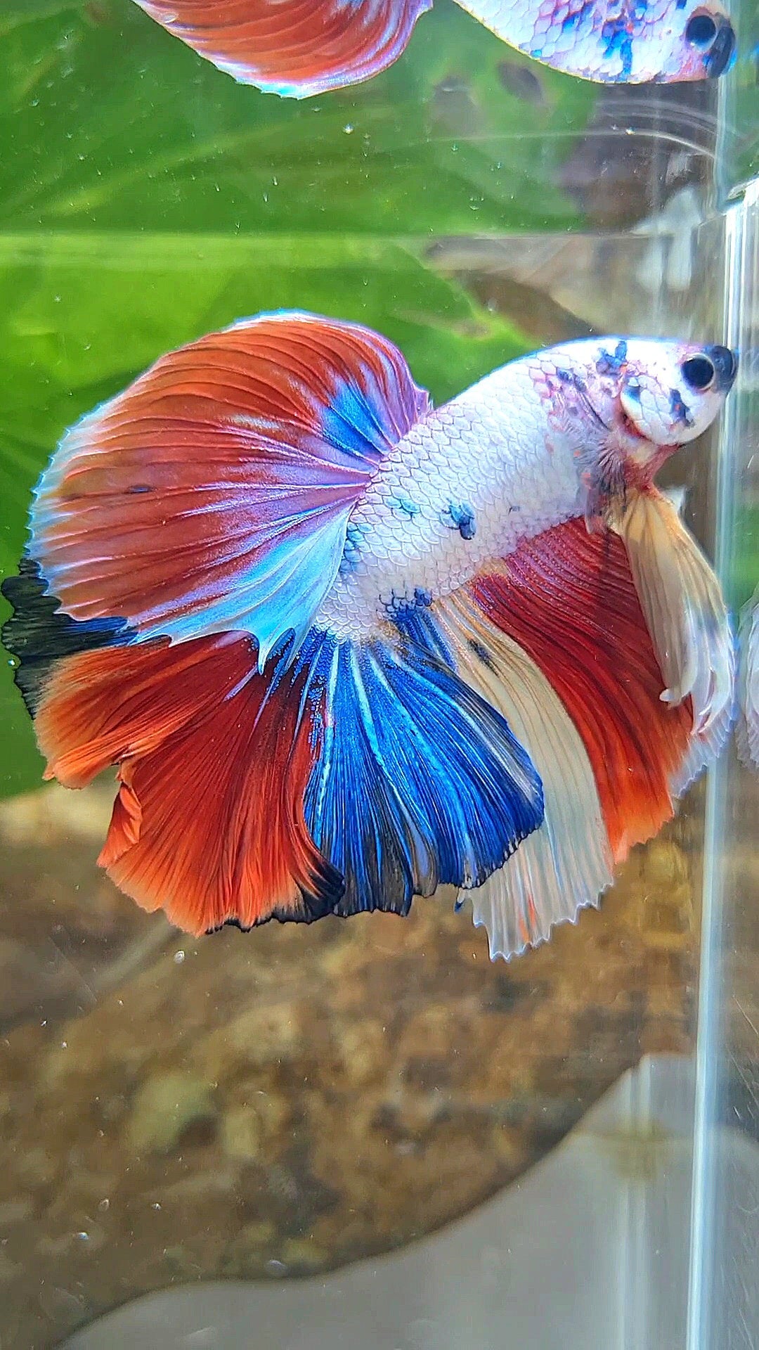 HALFMOON OVER ROSETAIL FANCY PATTERN RED MULTICOLOR BETTA FISH