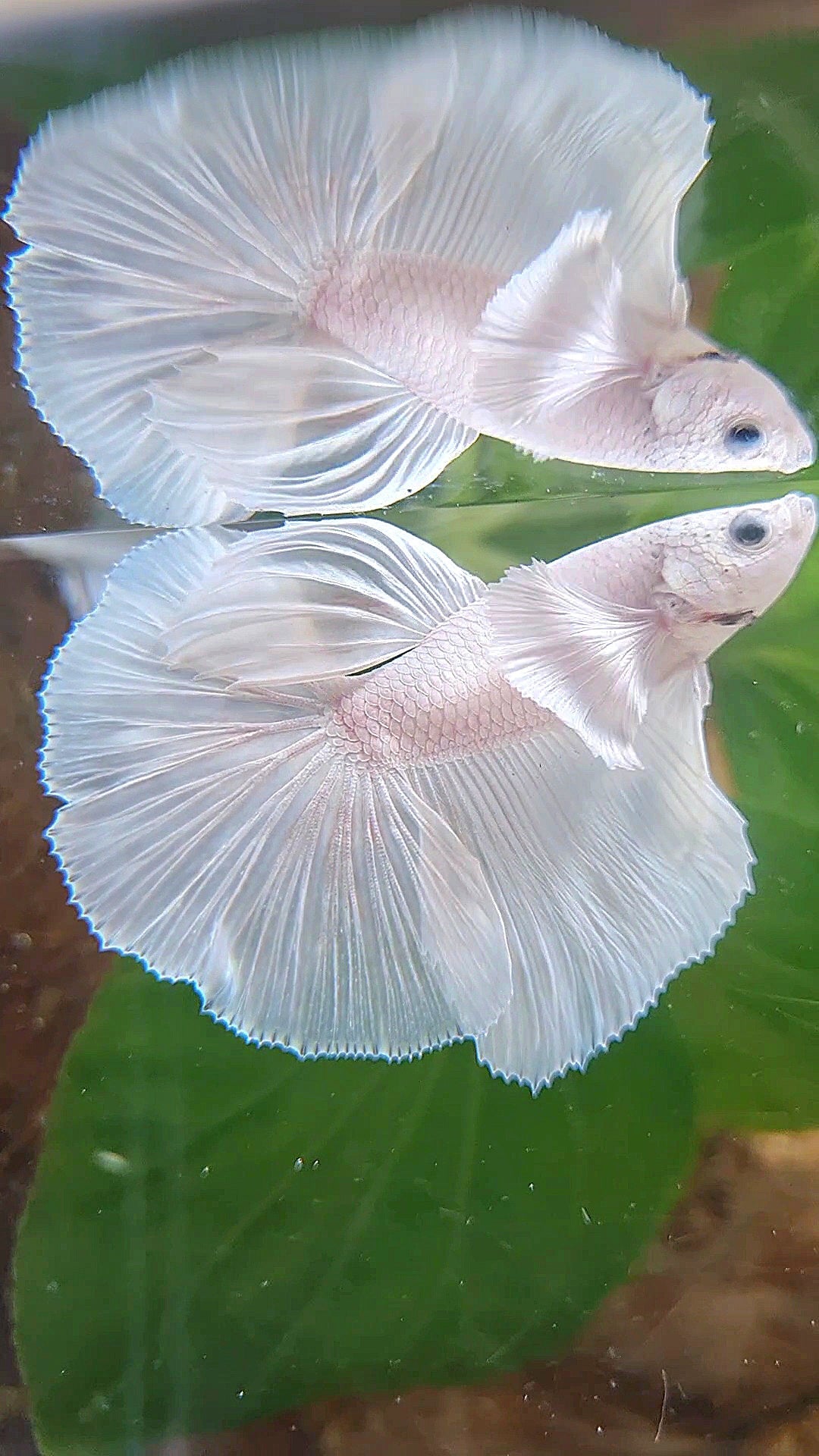 HALFMOON DUMBO EAR ROSETAIL WHITE PLATINUM BETTA FISH