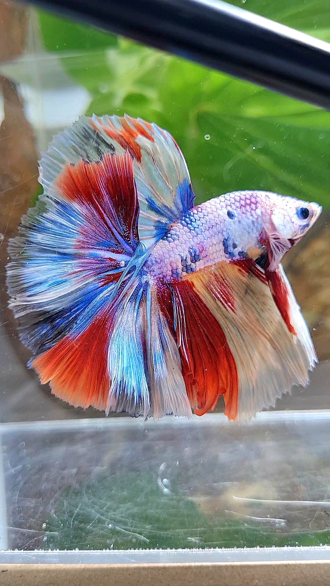 HALFMOON OVER ROSETAIL CANDY PURPLE FANCY MULTICOLOR BETTA FISH