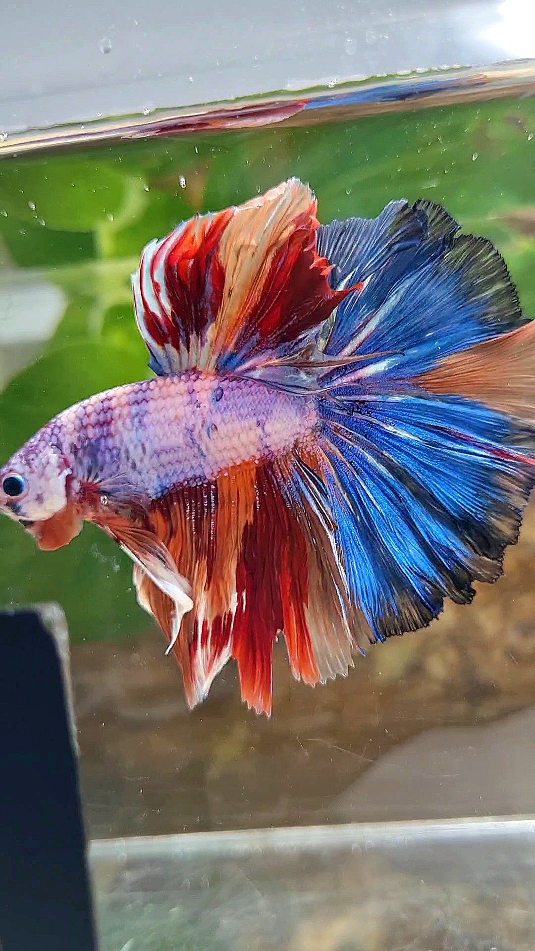 HALFMOON OVER ROSETAIL CANDY PURPLE FANCY MULTICOLOR BETTA FISH