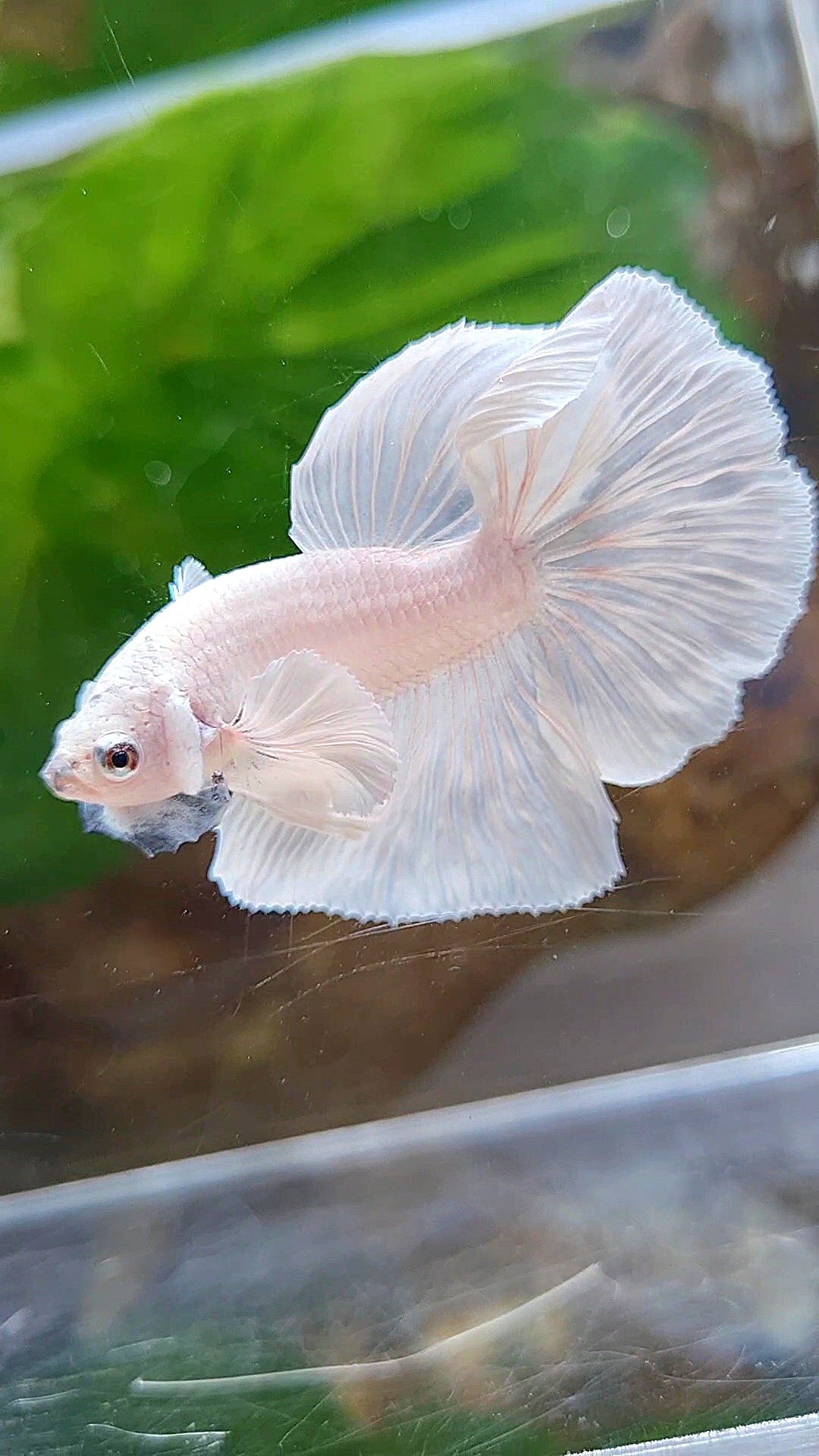 HALFMOON DUMBO EAR ROSETAIL WHITE PLATINUM BETTA FISH